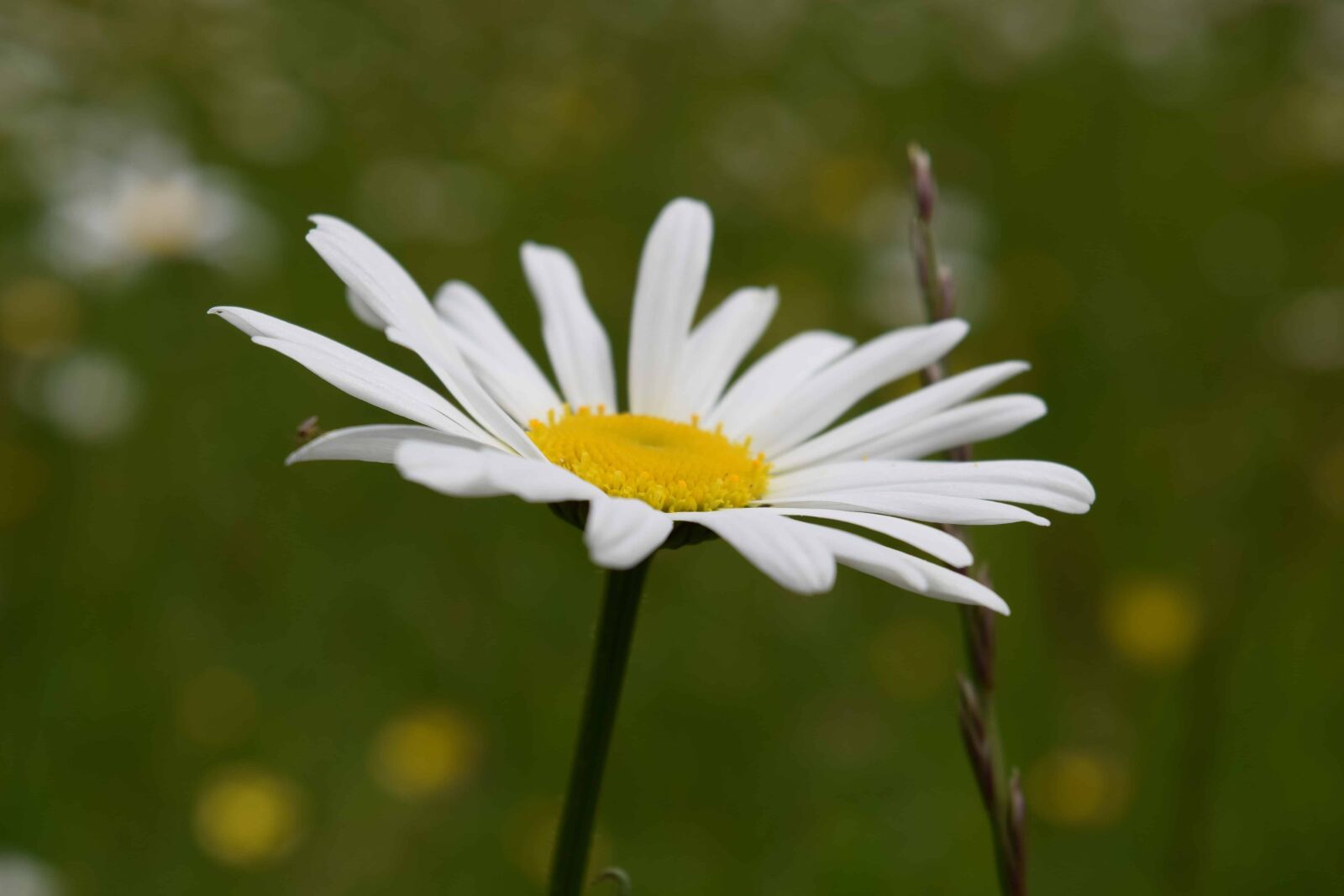 Nikon D3300 sample photo. Flora, nature, summer, flower photography