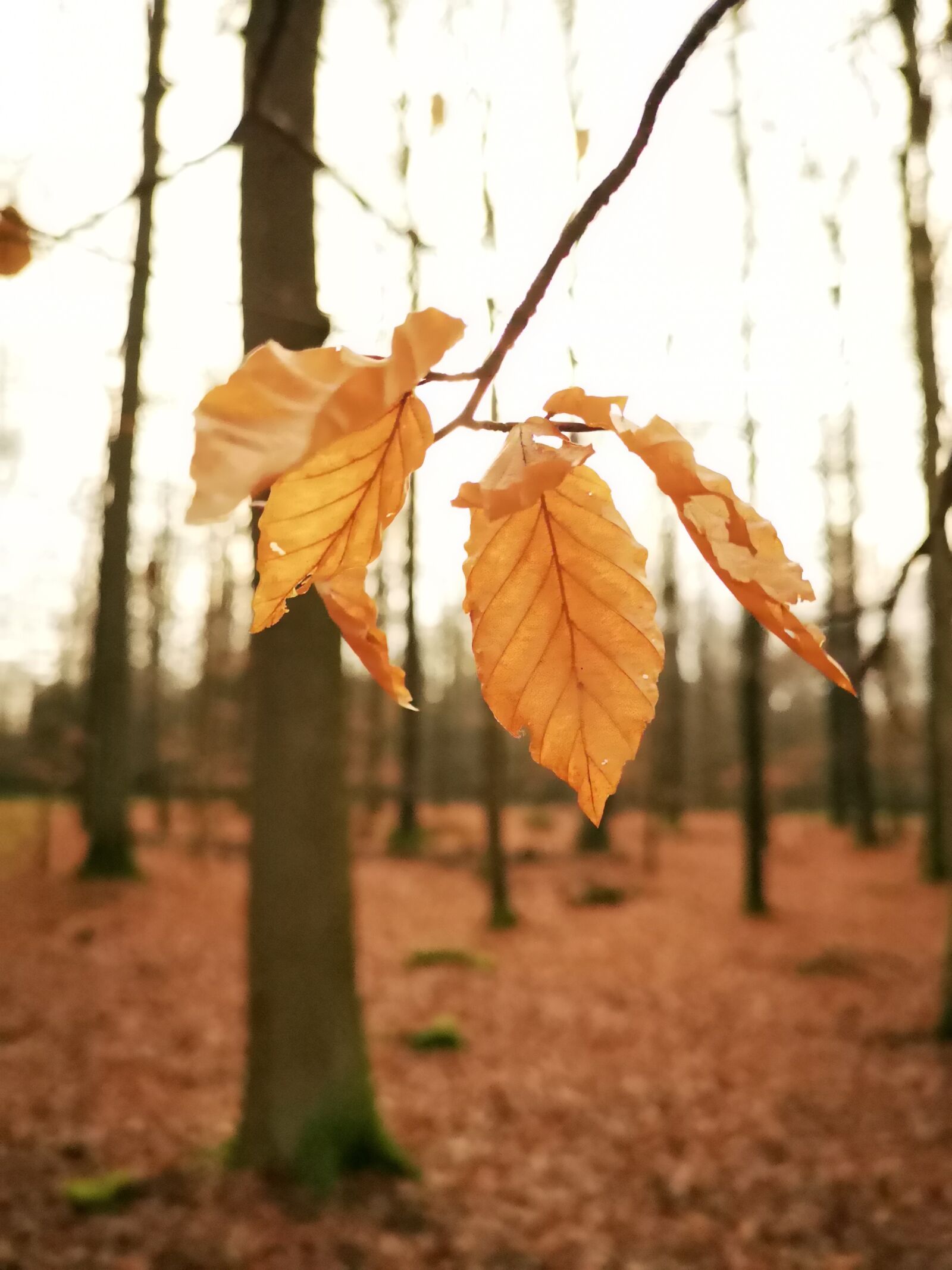 HUAWEI CLT-L29 sample photo. Forest, leaf, nature photography