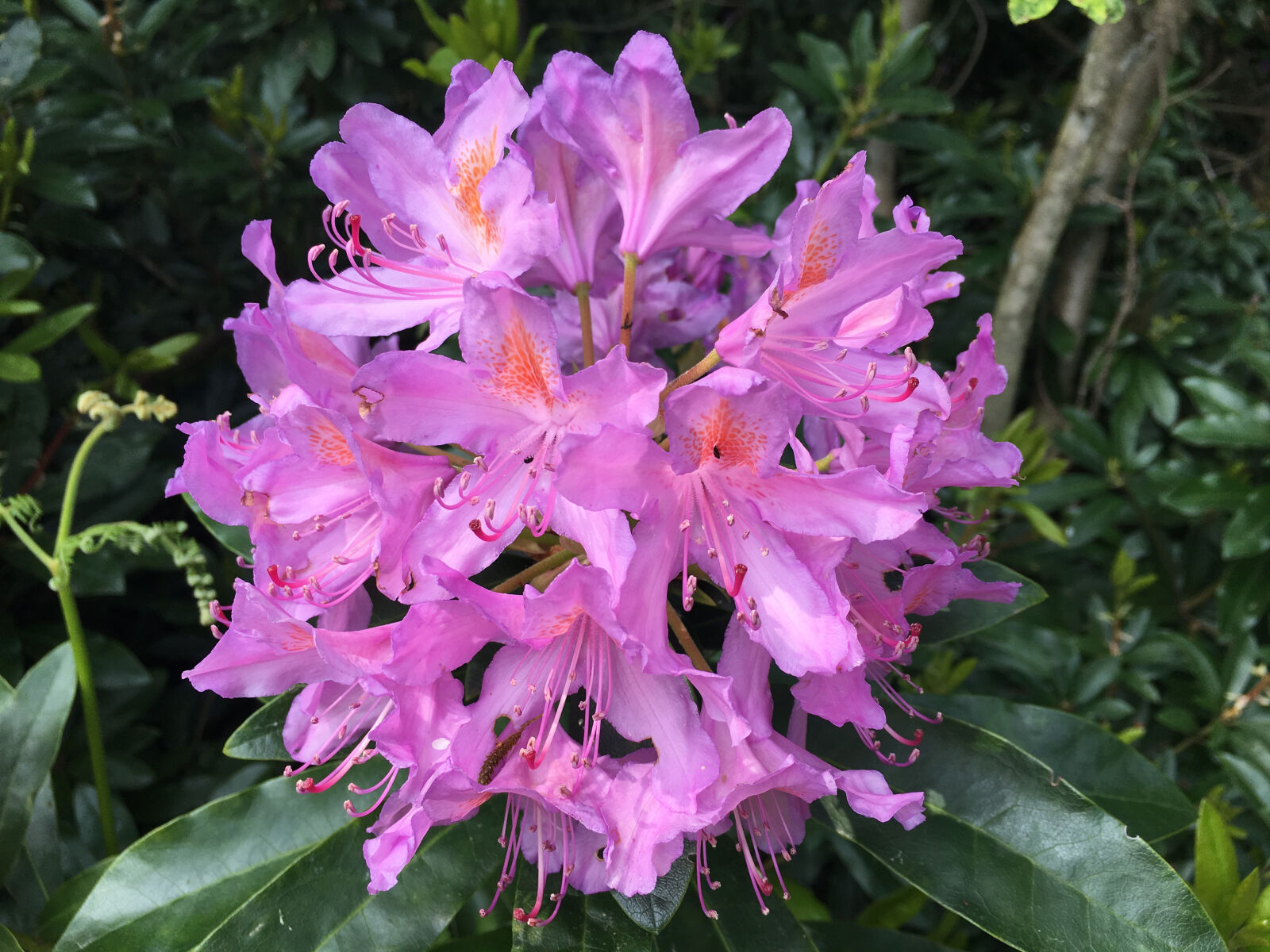 Apple iPhone 6s sample photo. Flower, pink photography