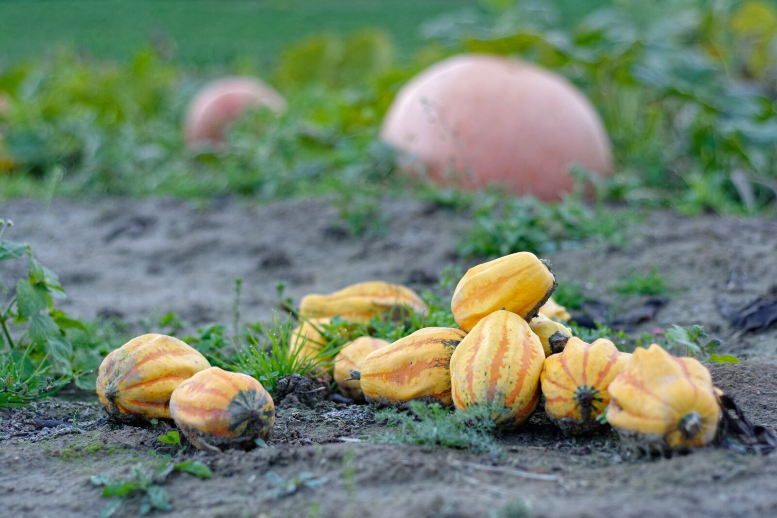 Nikon D5200 sample photo. Pumpkins, pumpkin, ornamental pumpkins photography