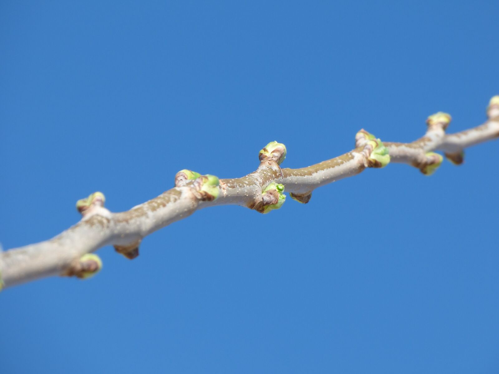 Panasonic Lumix DMC-FZ70 sample photo. Branch, outbreak, spring photography