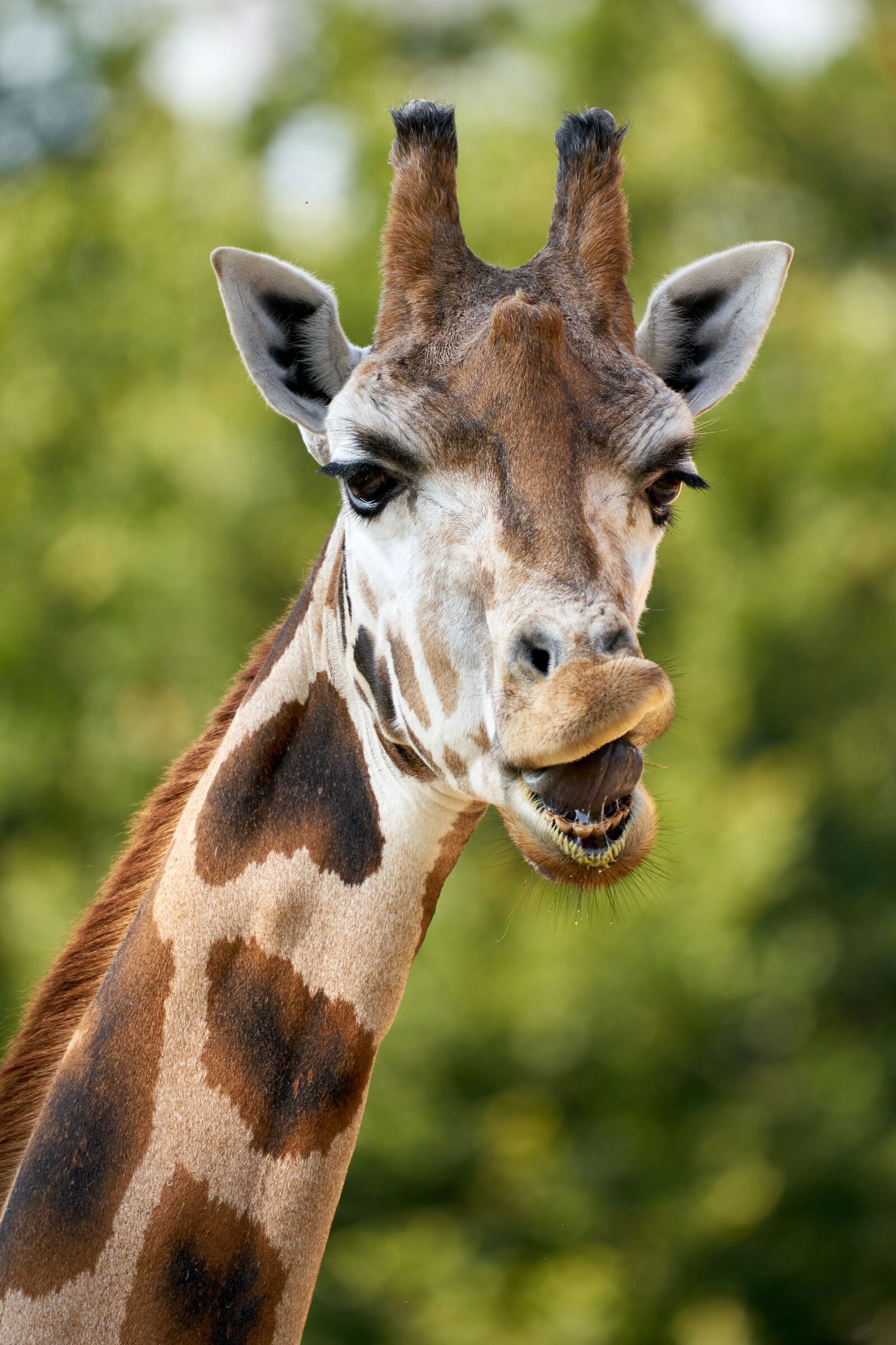Sony a7R II sample photo. Giraffe, animal, neck photography
