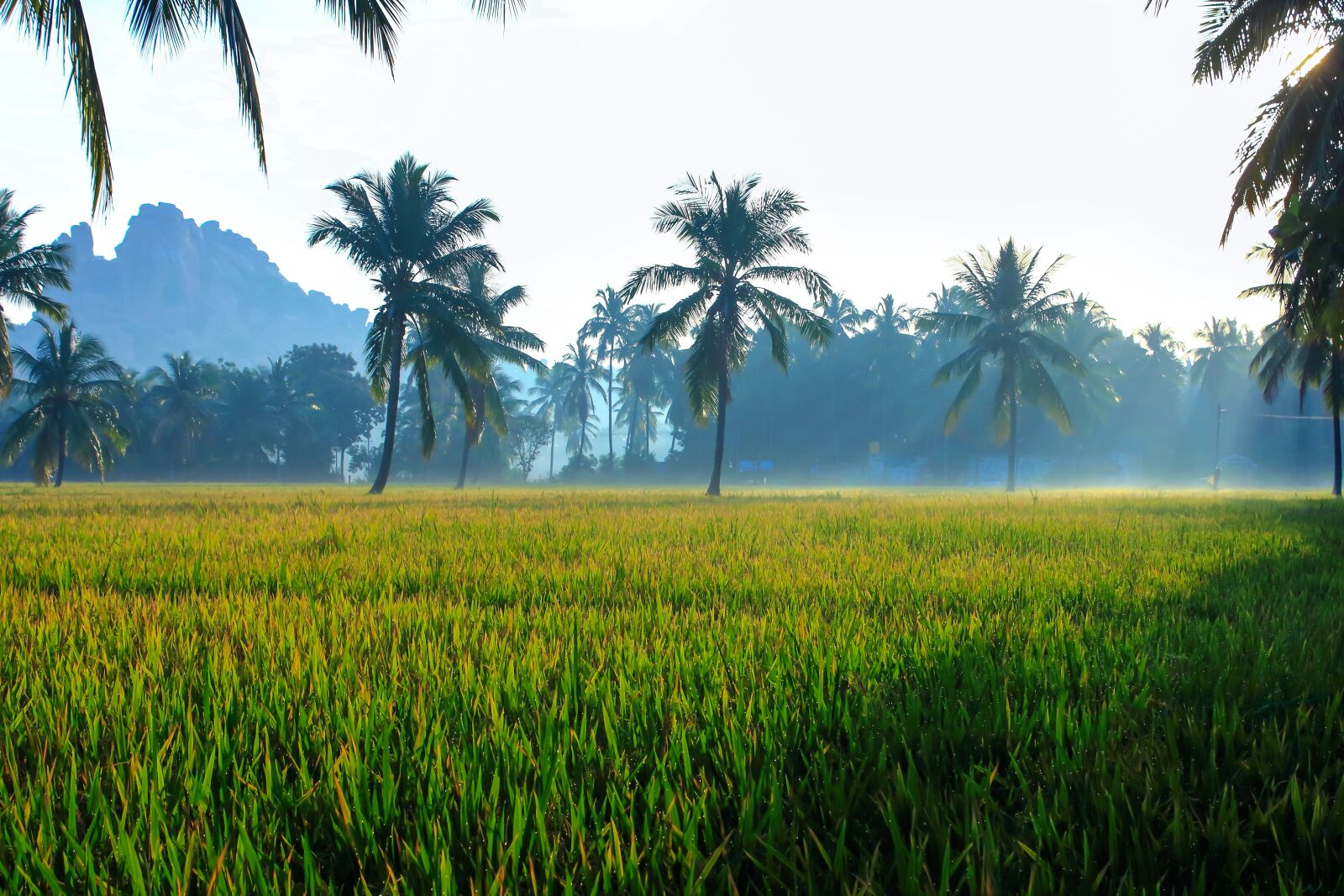Canon EOS 700D (EOS Rebel T5i / EOS Kiss X7i) sample photo. Green, field, paddy field photography