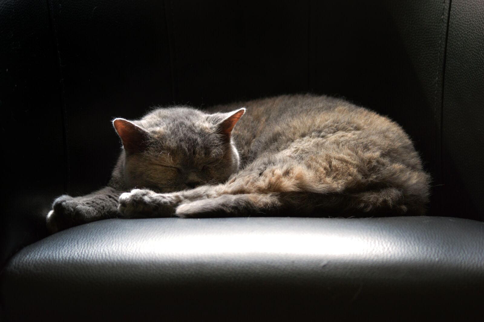 Nikon D3200 sample photo. Cat, british shorthair, selkirk photography