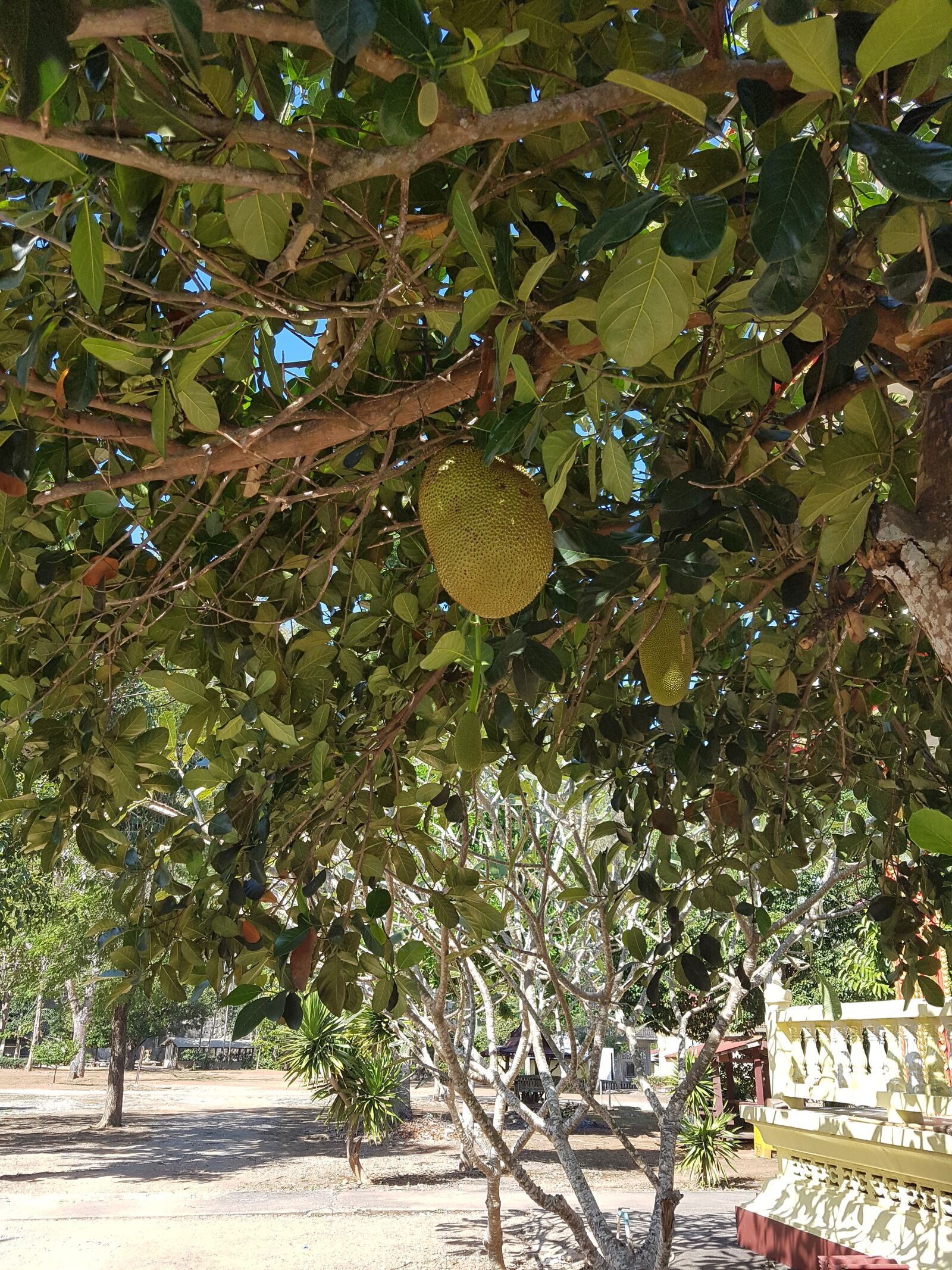 Samsung SM-G930F sample photo. Fruit, plant, nature photography