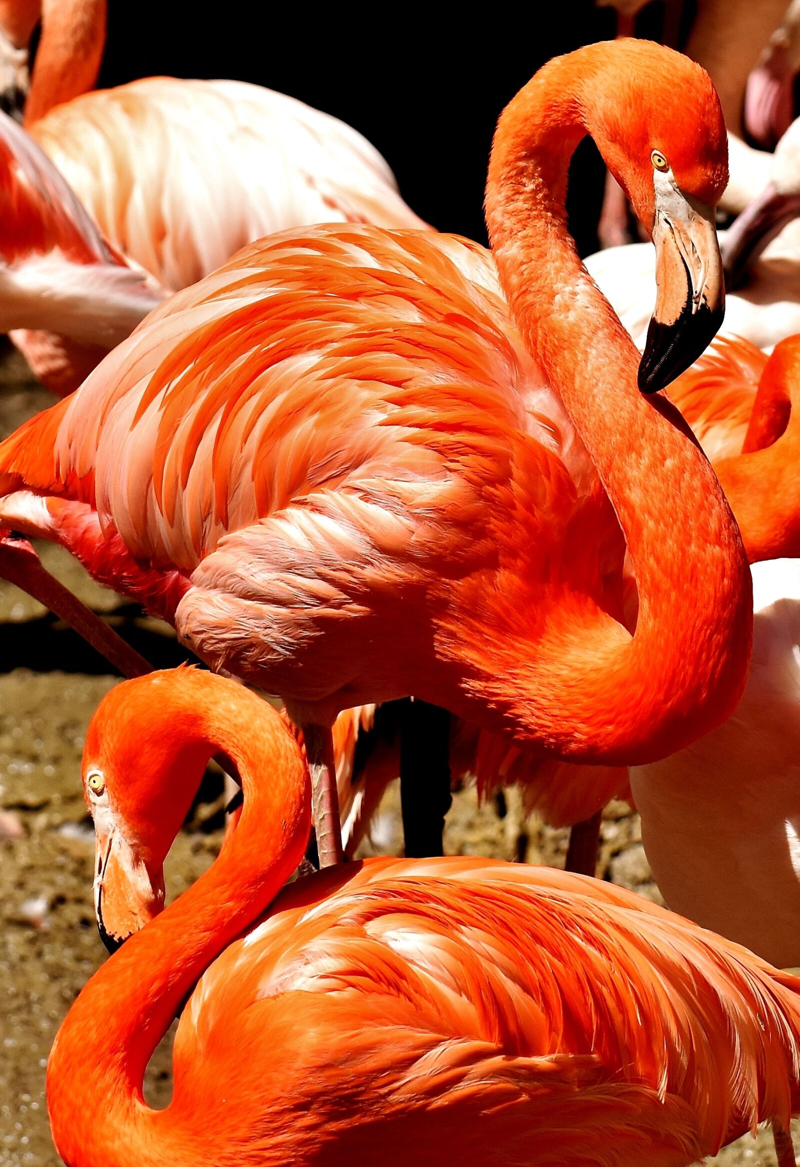 Nikon D7200 sample photo. Flamingos, birds, water bird photography
