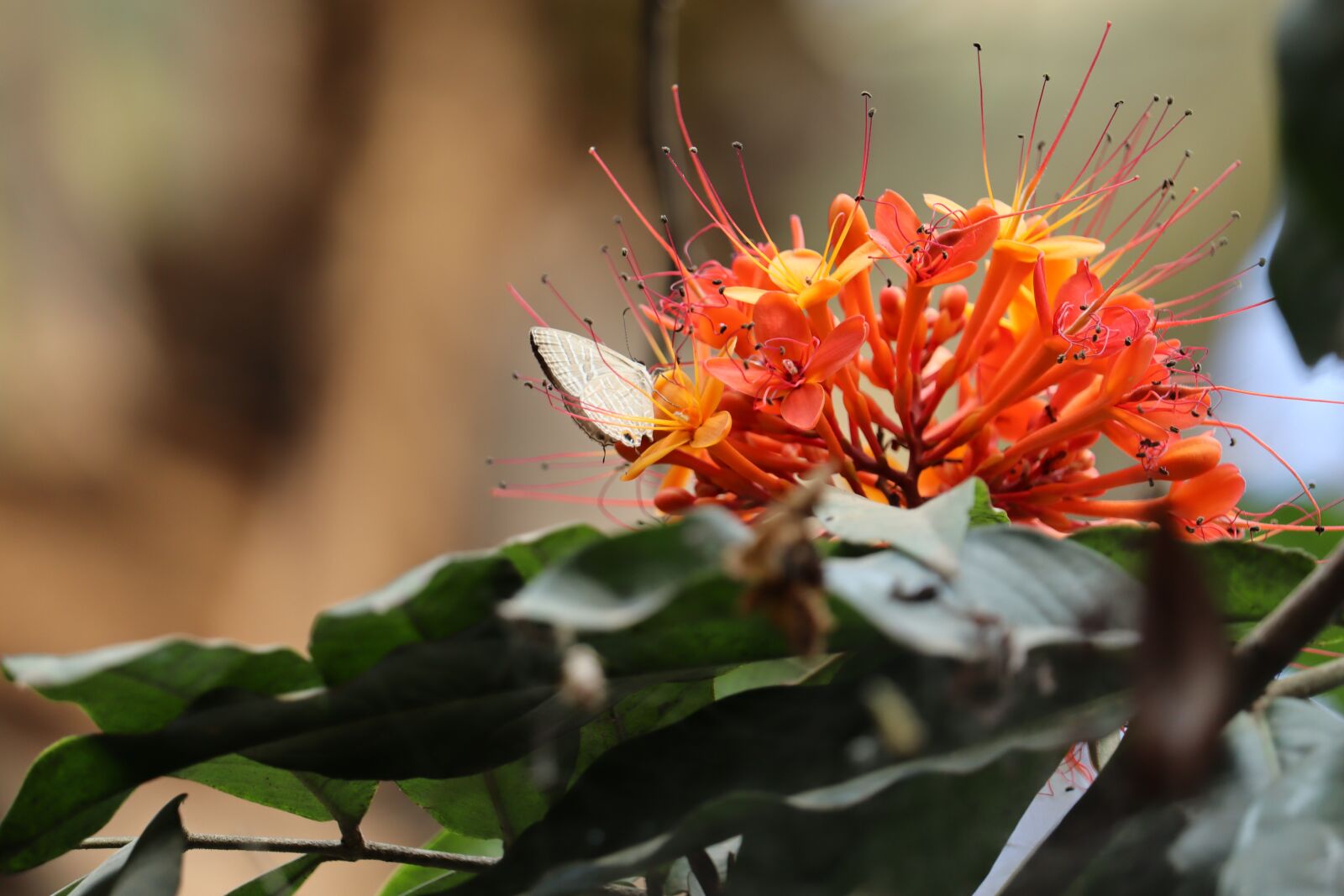 Canon EOS 250D (EOS Rebel SL3 / EOS Kiss X10 / EOS 200D II) sample photo. Hibicus, kerala, nature photography