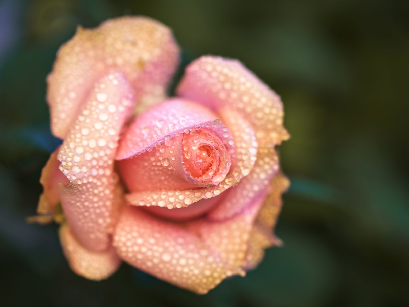 Sony a7 III sample photo. Rose, flower, petals photography