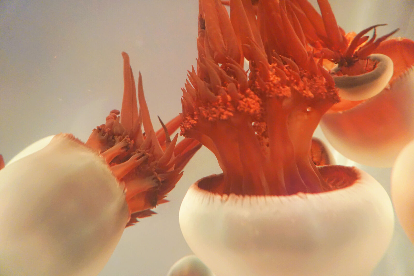 Sony E 16-50mm F3.5-5.6 PZ OSS sample photo. Jellyfish, sea, animal photography