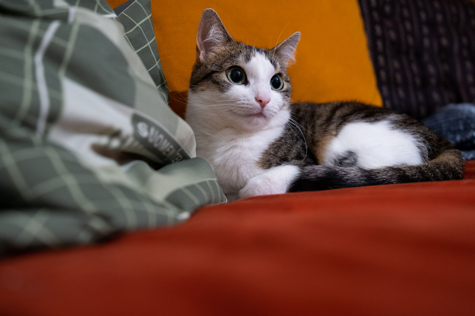 Fujifilm X-T4 sample photo. Soft cat couch photography
