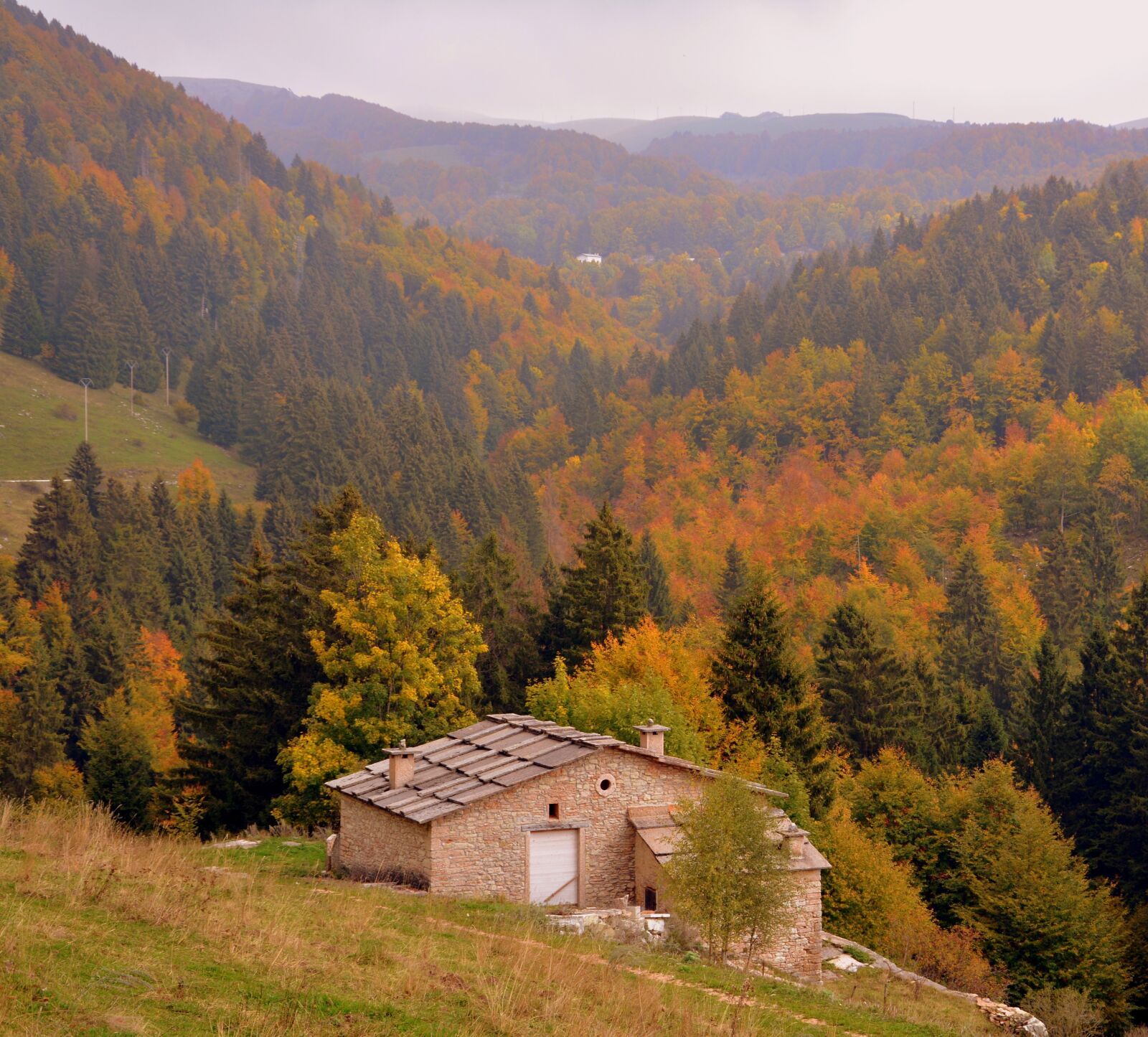 Nikon D7100 sample photo. Forest, autumn, alm photography
