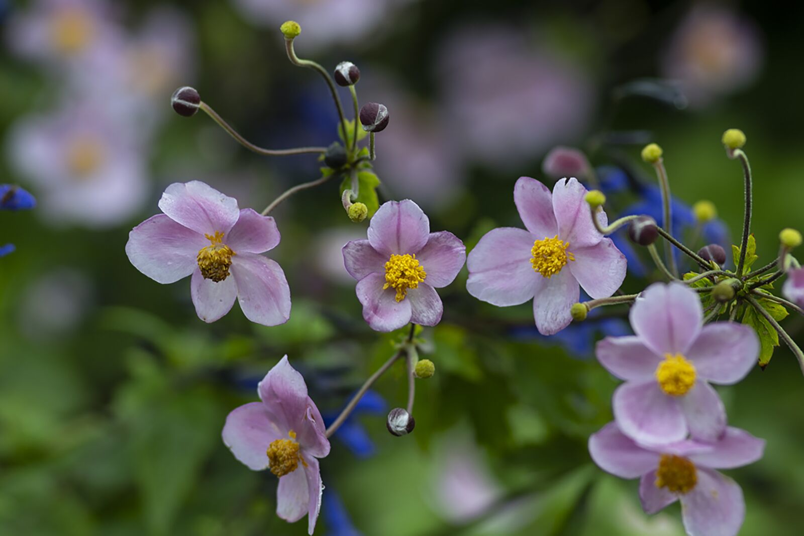 Nikon D7500 sample photo. Japanese anemone, flowers, plant photography