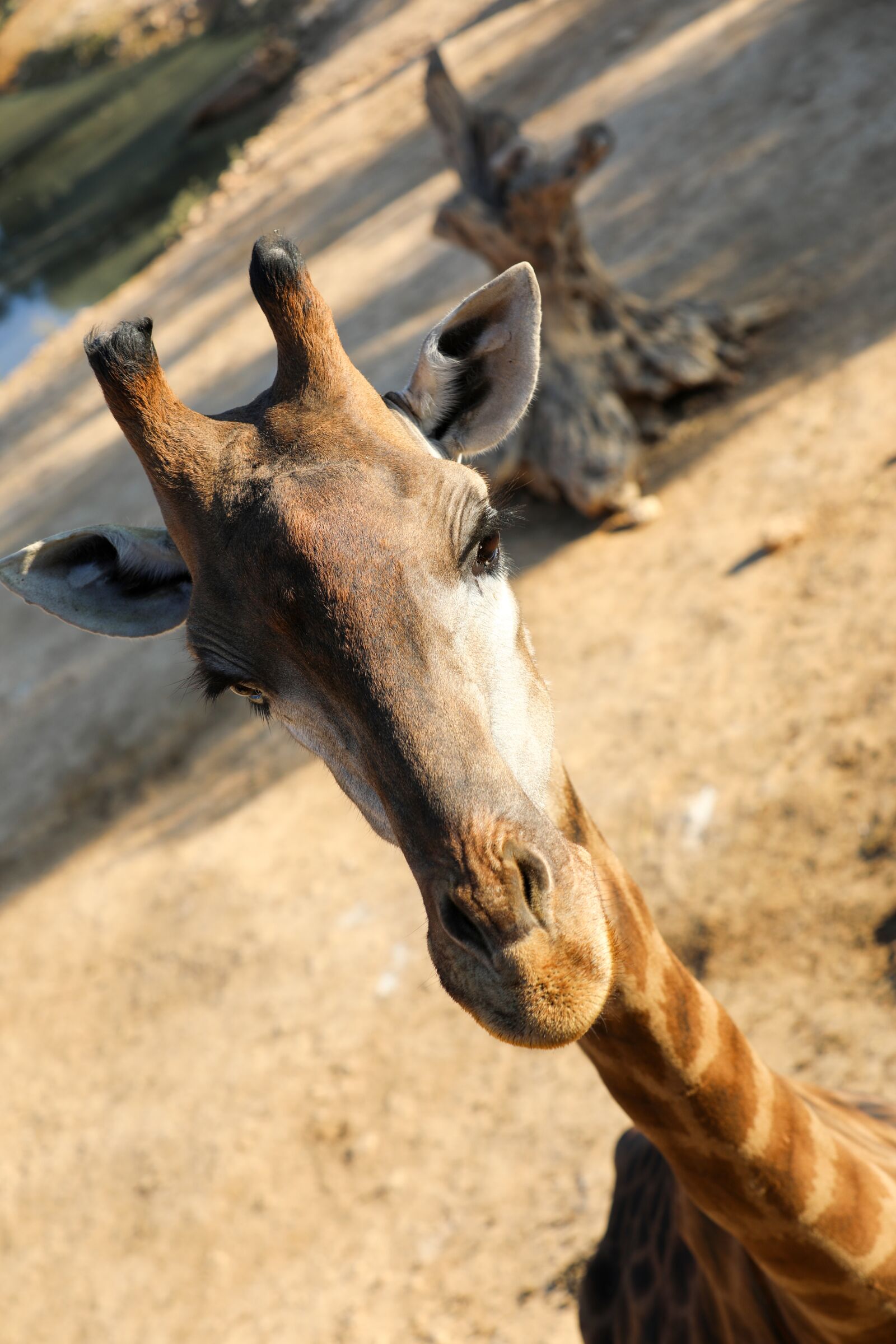 Canon EF 70-200mm F2.8L IS II USM sample photo. Giraffe, wildlife, nature photography