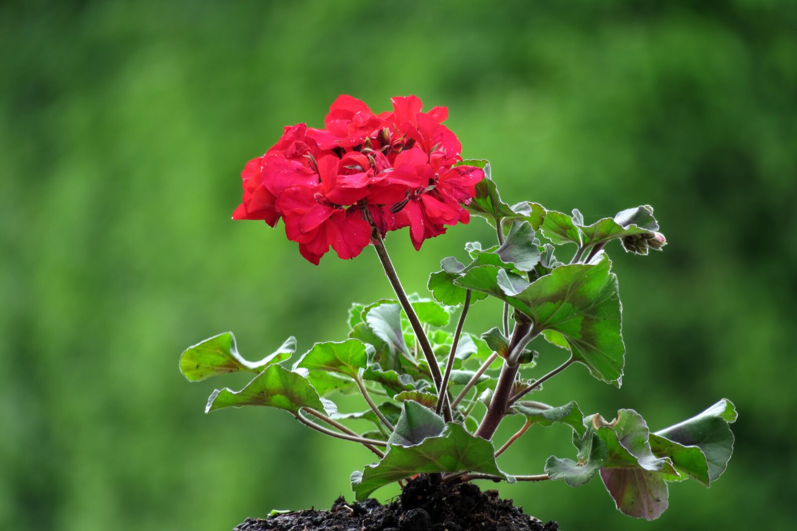 Canon PowerShot G3 X sample photo. Geranium, red, flower photography