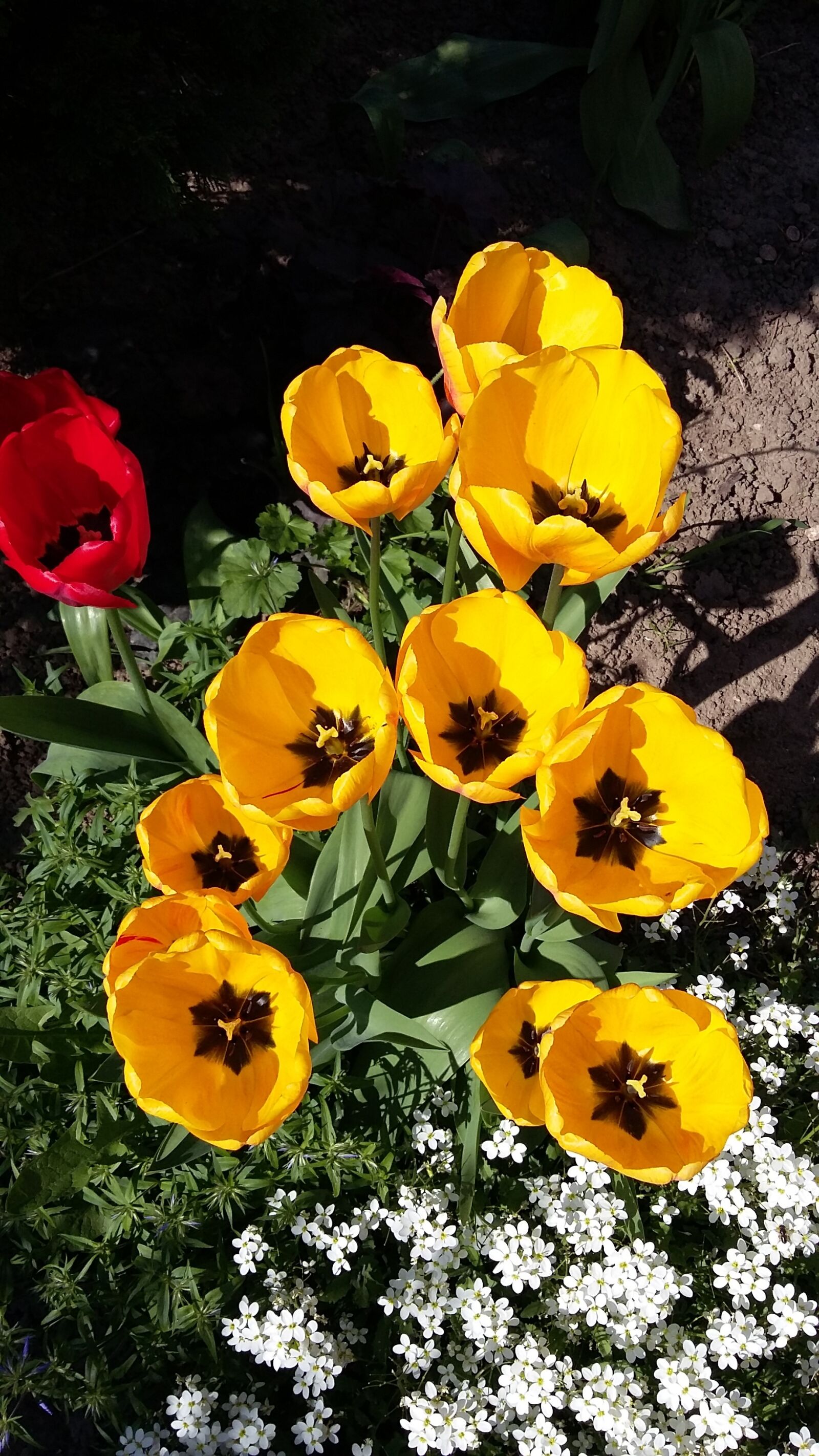 Samsung Galaxy A3 sample photo. Tulips, flowers, garden photography