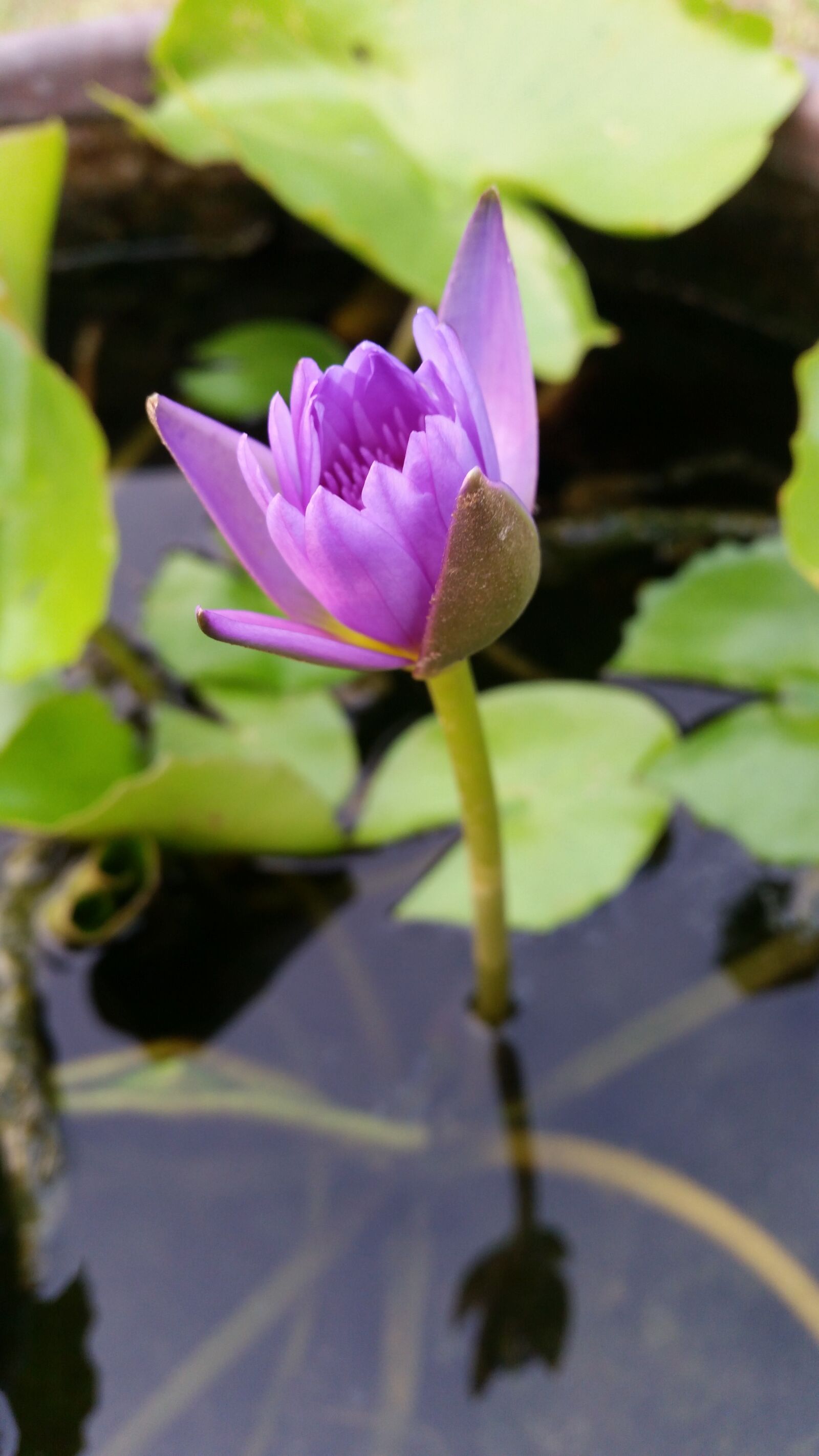 Samsung Galaxy S5 sample photo. Lotus, flowers thailand, purple photography