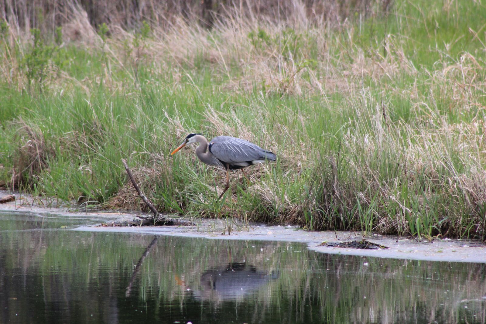 Canon EOS 550D (EOS Rebel T2i / EOS Kiss X4) sample photo. Great blue heron, bird photography