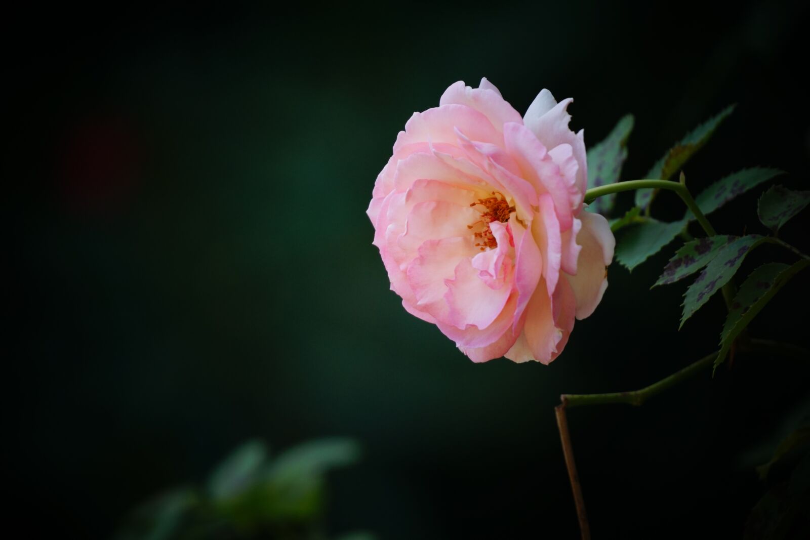 Sony a6000 + Sony E 70-350mm F4.5-6.3 G OSS sample photo. Camellia, pink camellia, pink photography