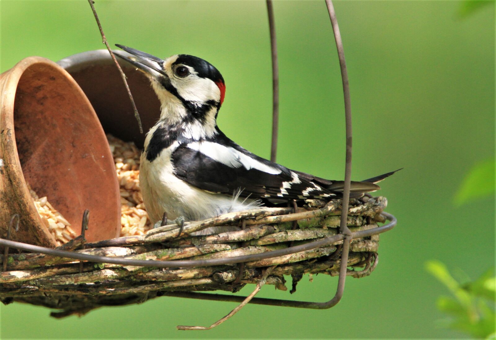 Canon EOS 7D + Tamron SP 150-600mm F5-6.3 Di VC USD sample photo. Great spotted woodpecker, feeding photography