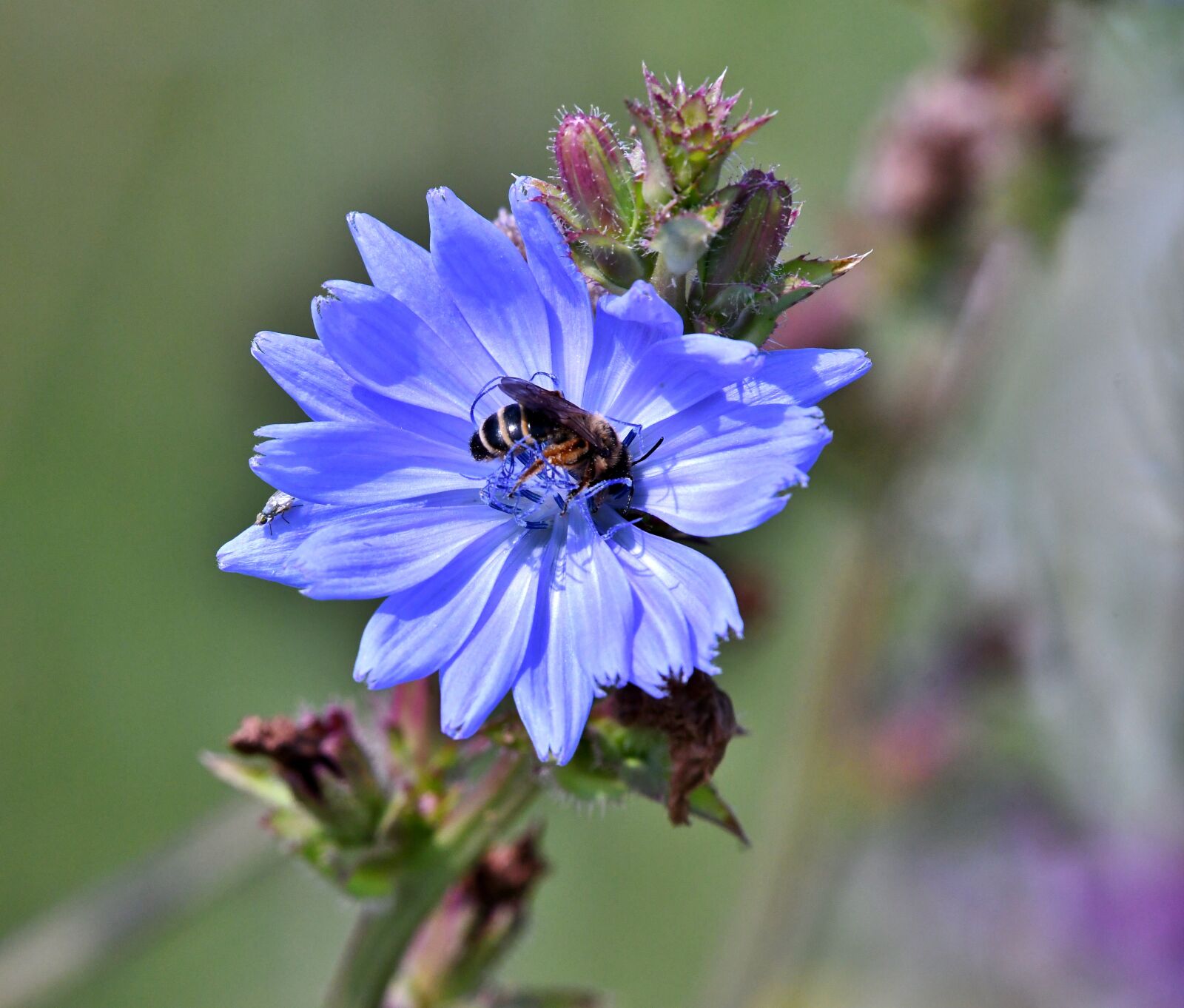 Nikon D500 sample photo. Flower, the wild chicory photography