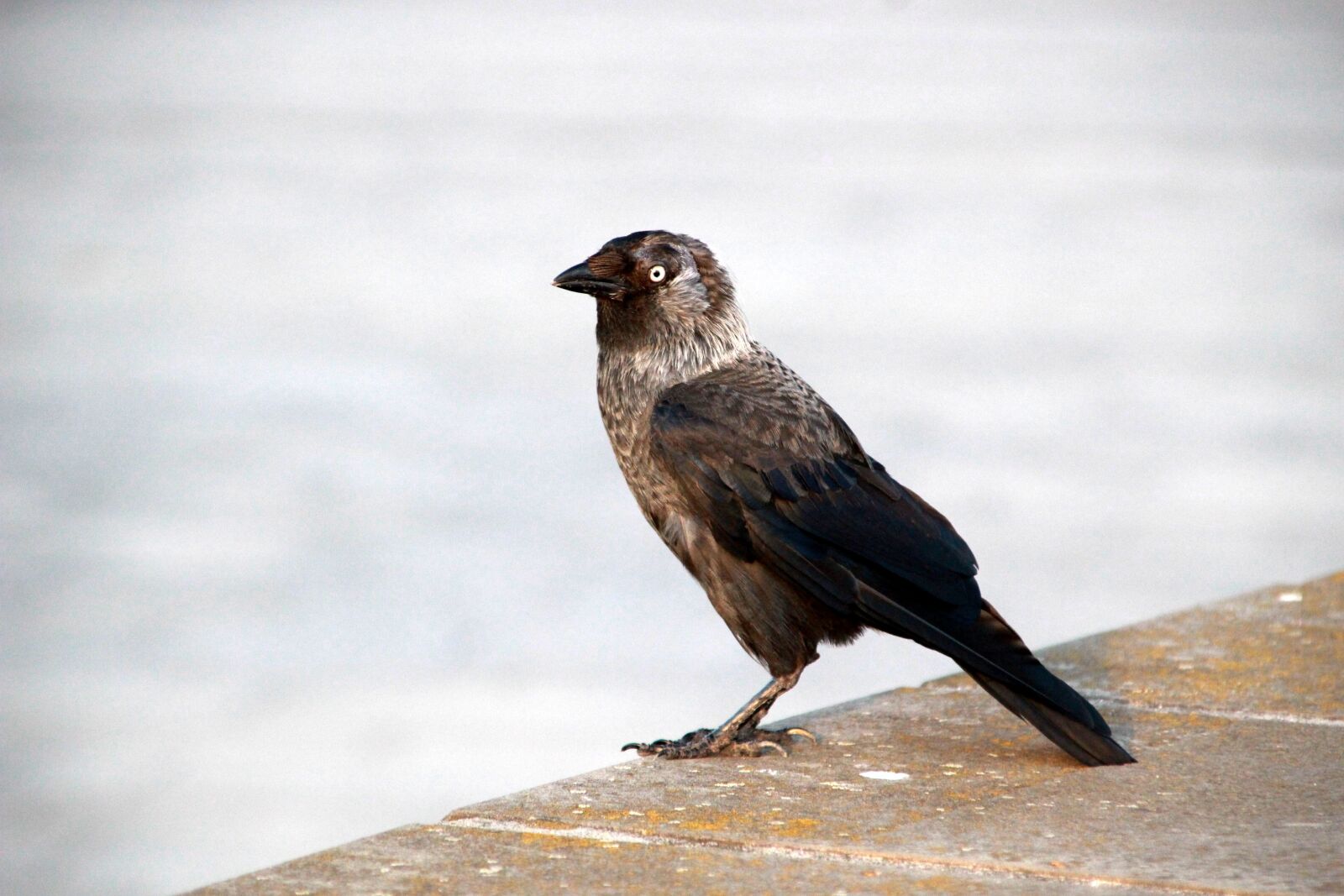 Canon EOS 100D (EOS Rebel SL1 / EOS Kiss X7) + Canon TS-E 90mm F2.8 Tilt-Shift sample photo. Bird, nature, eye photography