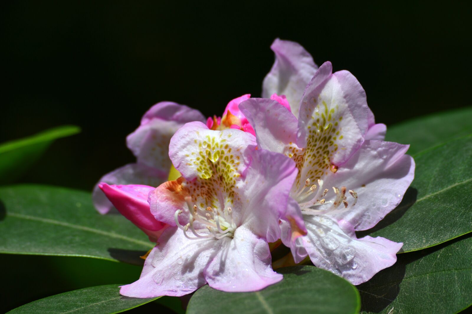 Nikon D3200 sample photo. Flower, pink, garden photography