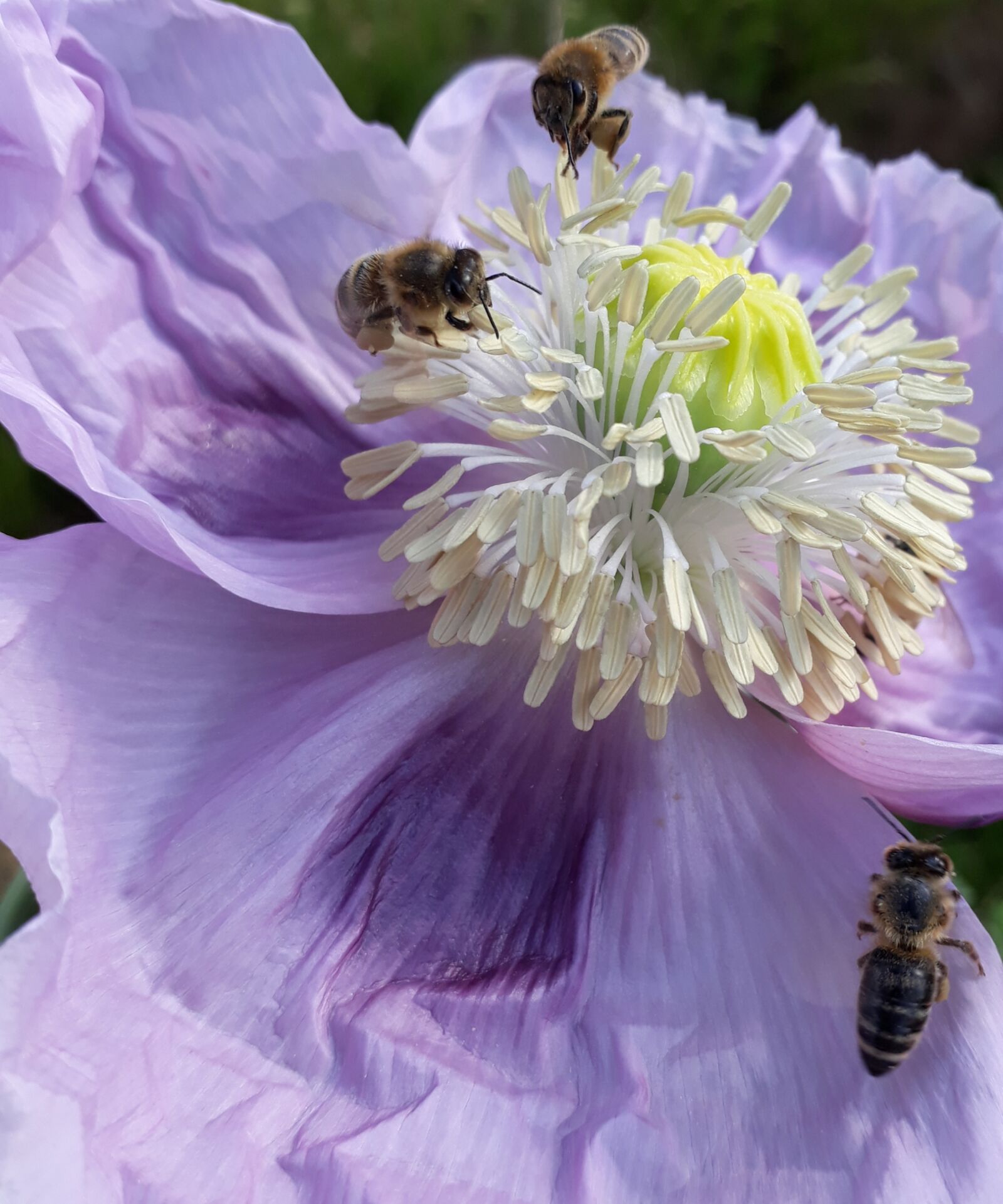 Samsung Galaxy A3(2017) sample photo. Opium poppy, poppy, blossom photography