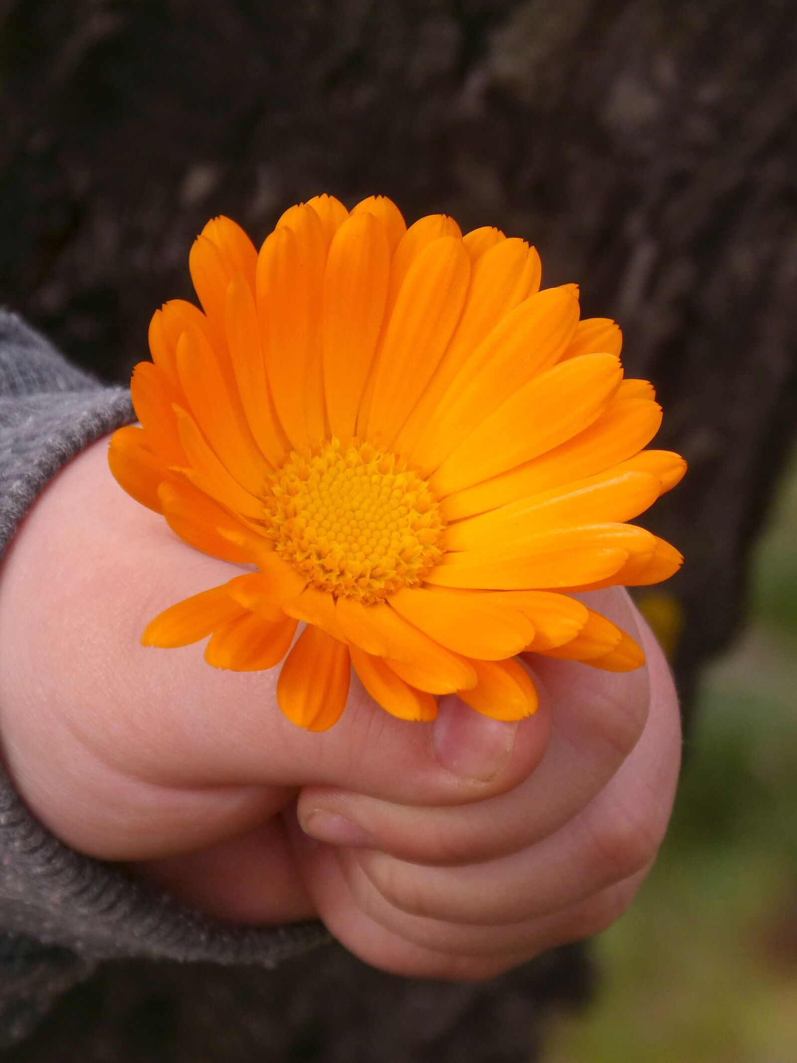 Panasonic DMC-FZ62 sample photo. Flower, orange color, gerbera photography