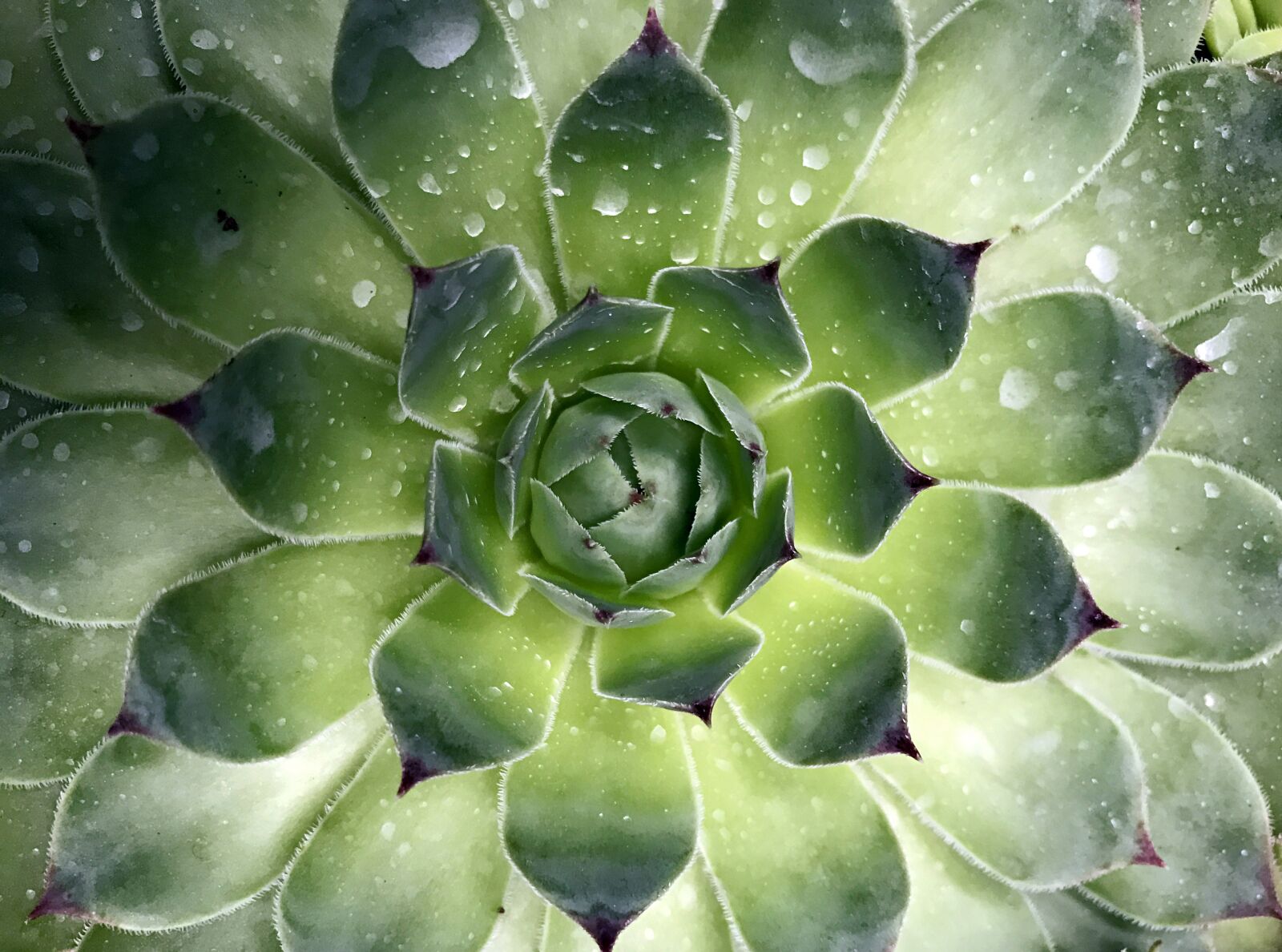 iPhone 7 Plus back dual camera 3.99mm f/1.8 sample photo. Singapore, succulent, plant photography