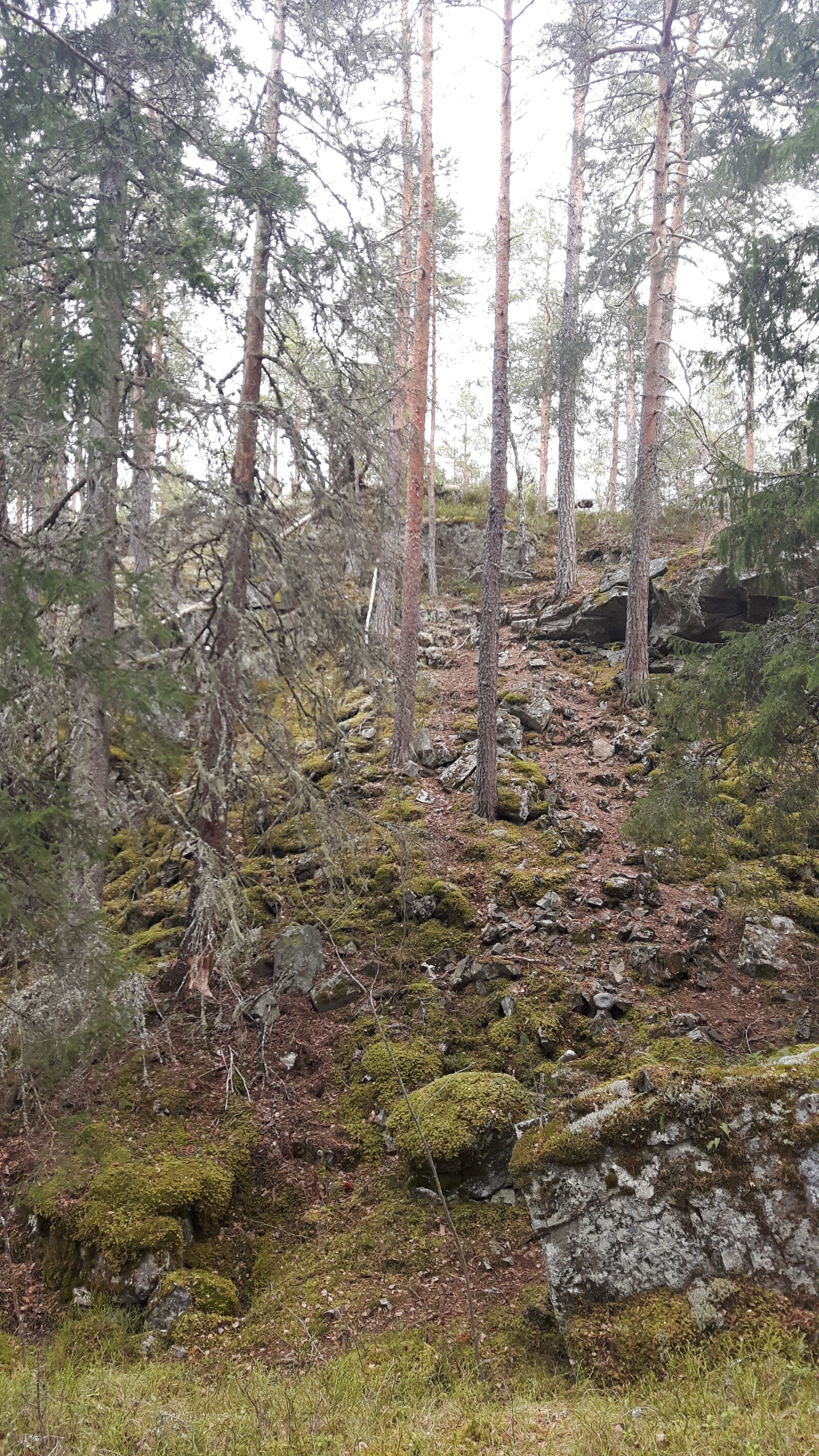Samsung Galaxy S5 Neo sample photo. Forest, green, norway, sky photography