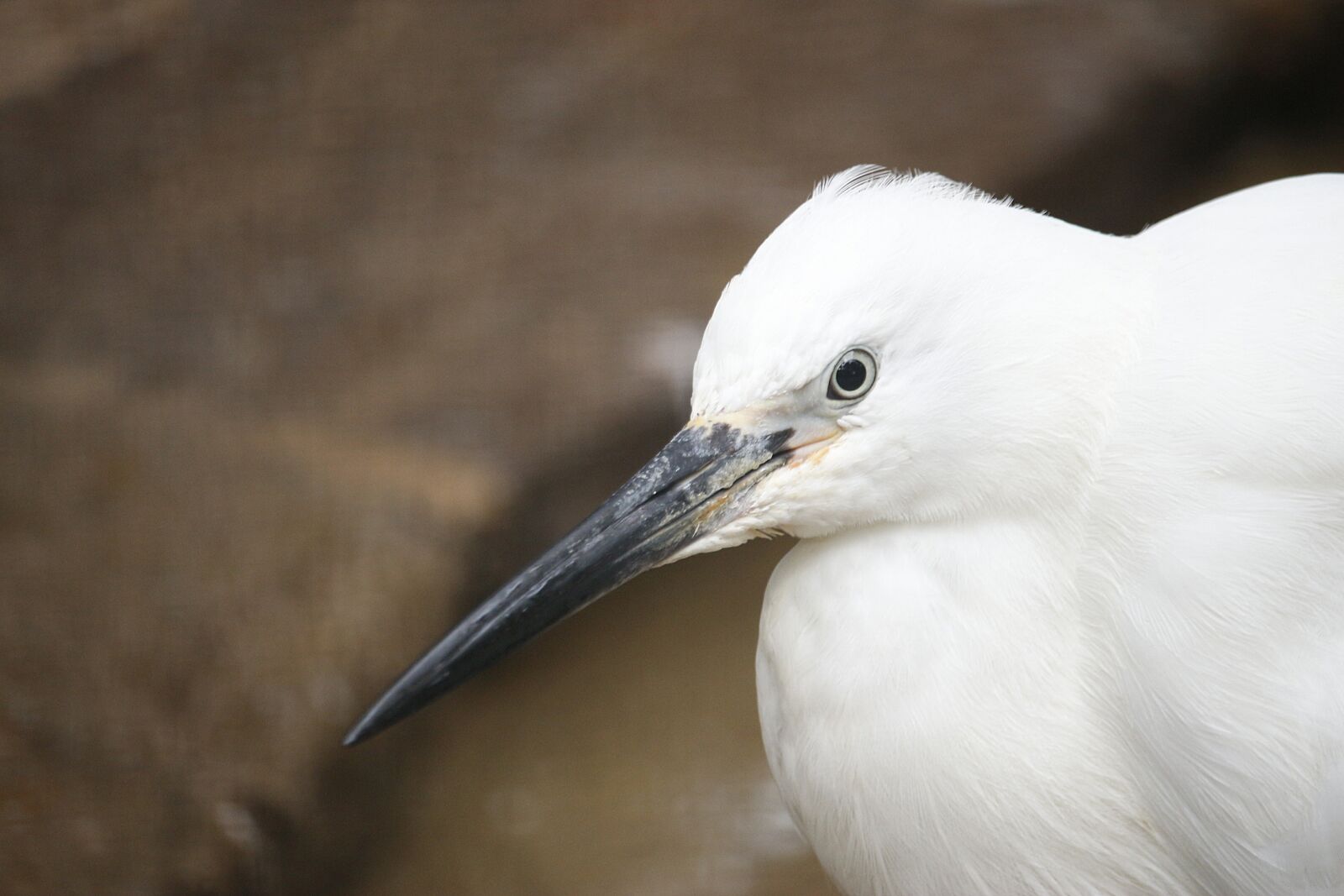 Canon EF-S 55-250mm F4-5.6 IS STM sample photo. Bird, white, water photography