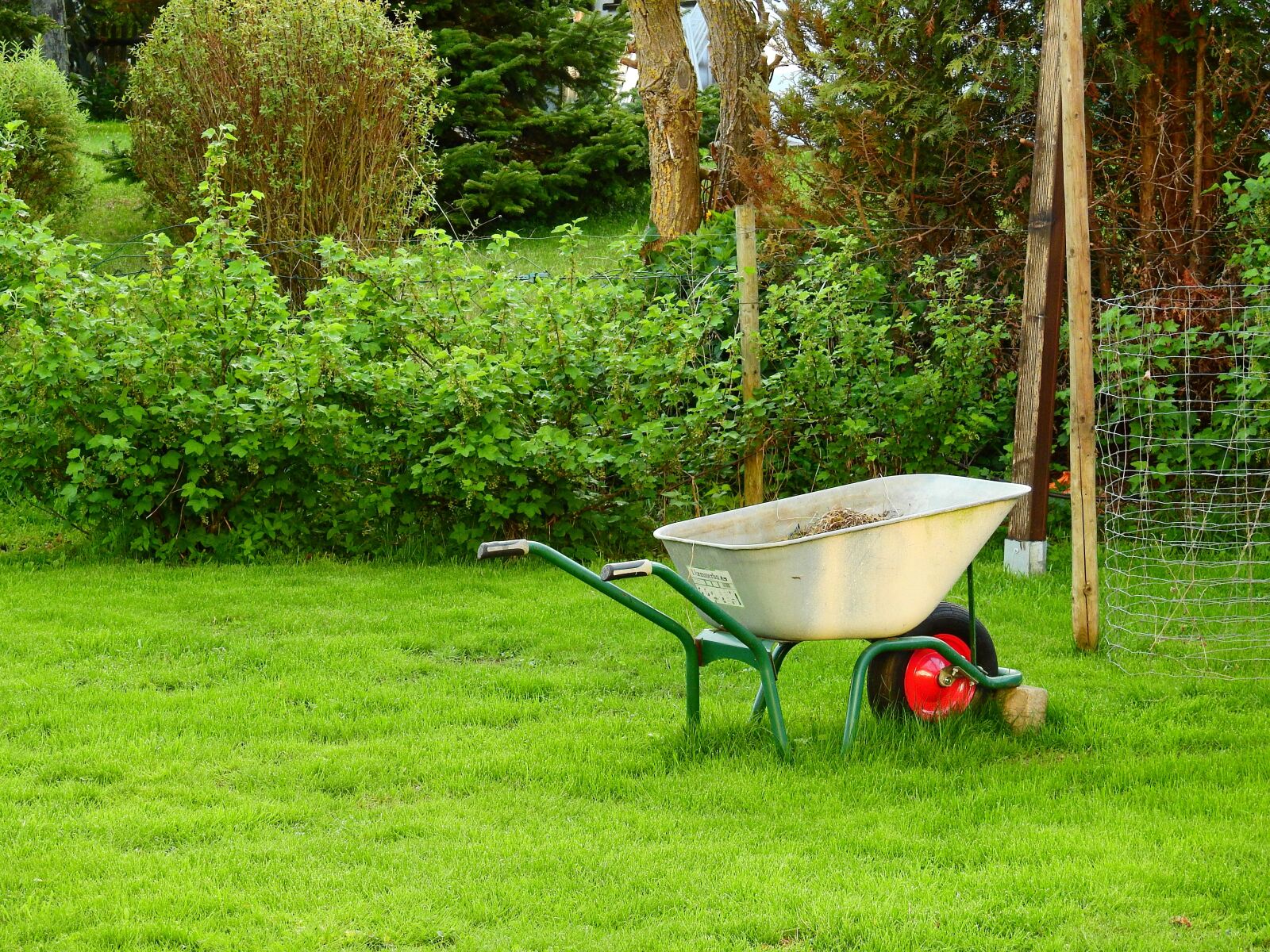 Nikon Coolpix P900 sample photo. Garden, rush, grass photography