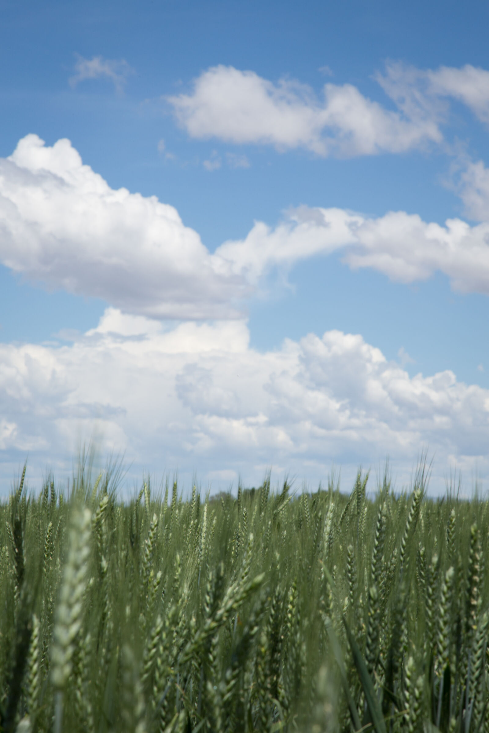 Canon EF 24-105mm F4L IS USM sample photo. Agriculture, clouds, grain, grain photography
