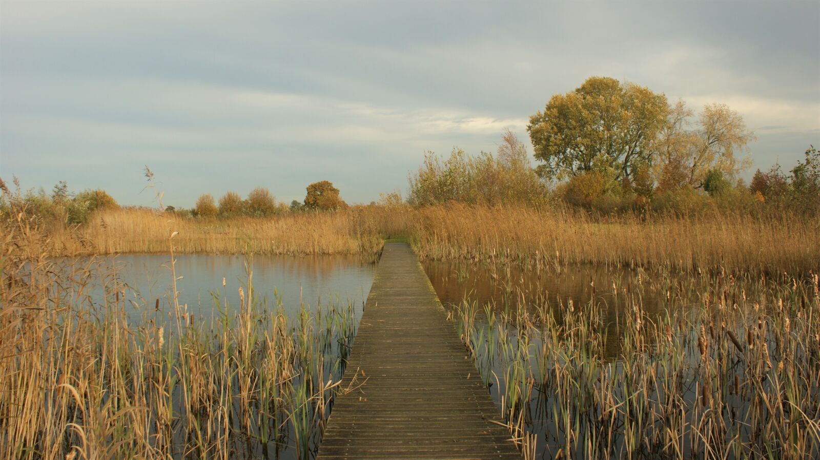 Sony Alpha DSLR-A350 sample photo. Autumn, landscape, swamp photography
