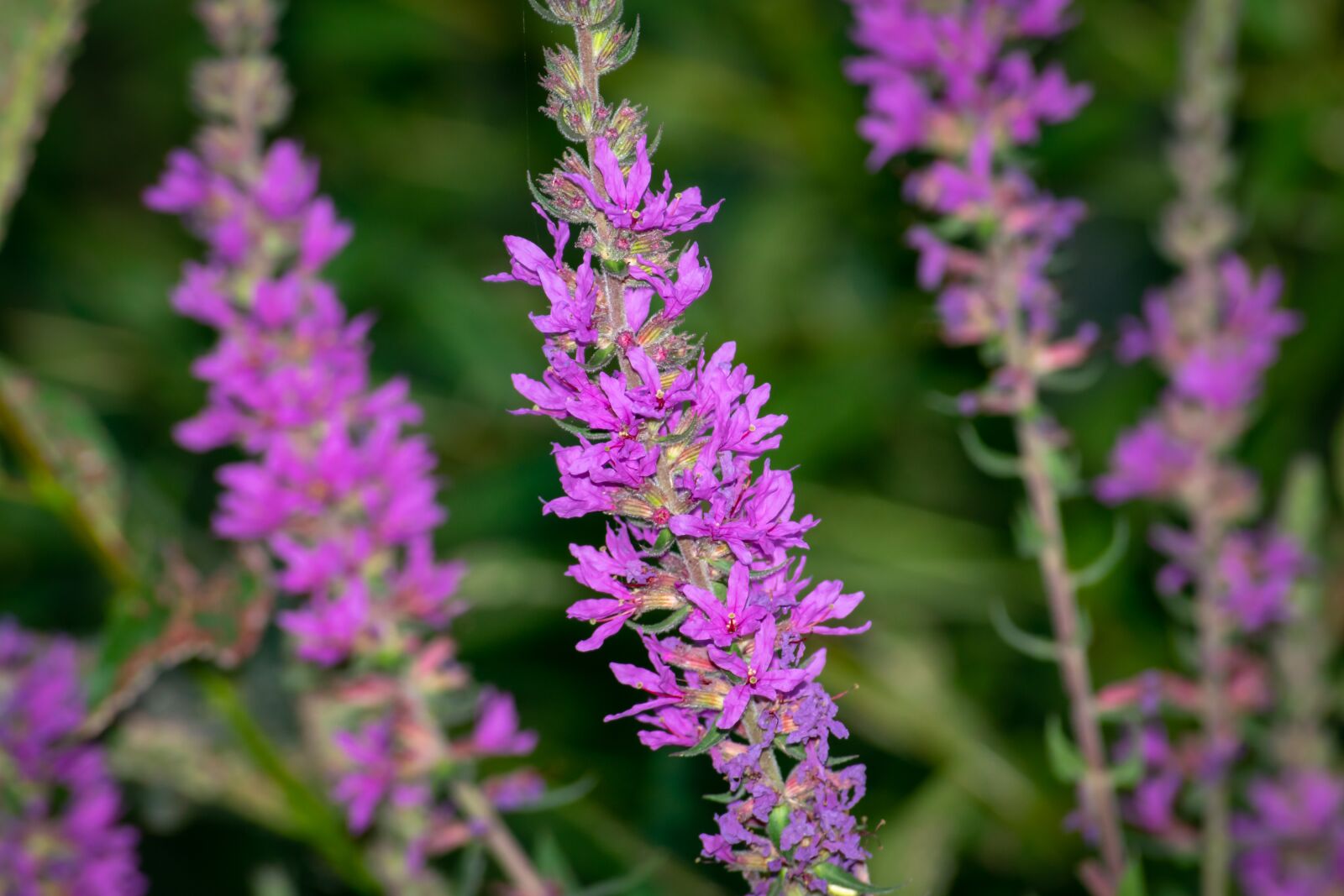 Nikon D3300 sample photo. Garden, nature, green photography