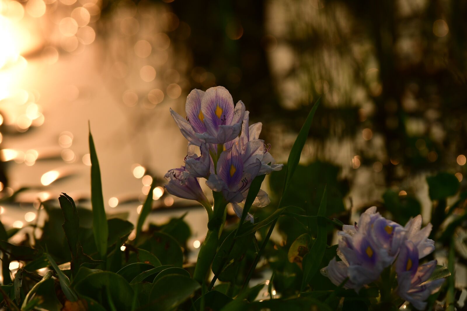 Nikon D500 sample photo. Hyacinth, lilac, silhouette photography