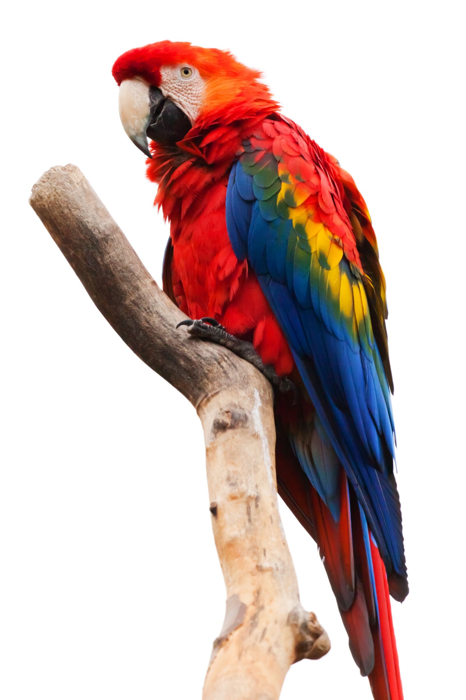 Canon EOS 5D Mark II sample photo. Bird, red, animal, colorful photography