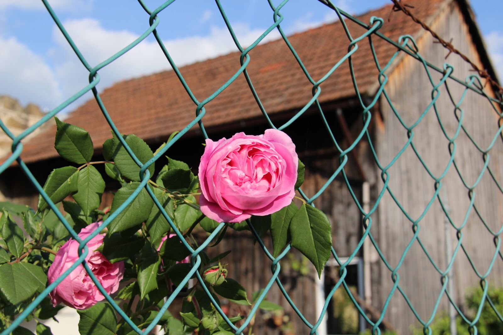 Canon EF-S 18-200mm F3.5-5.6 IS sample photo. Rose, fence, freedom photography