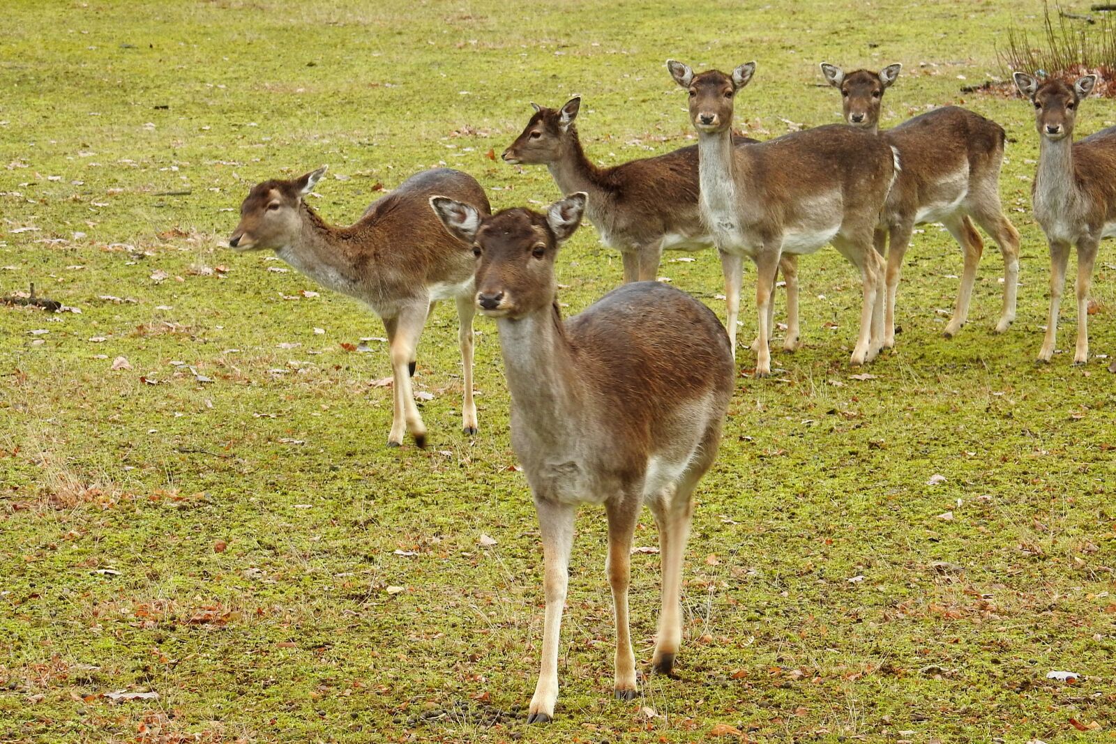 Nikon Coolpix P900 sample photo. Deer, forest, fallow deer photography