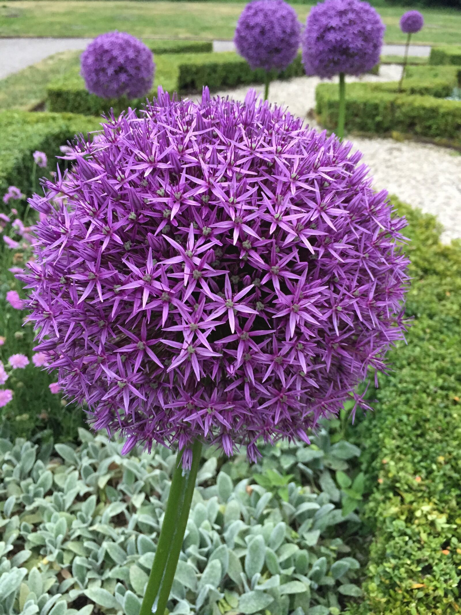 Apple iPhone 6 sample photo. Flower, plant, garden photography