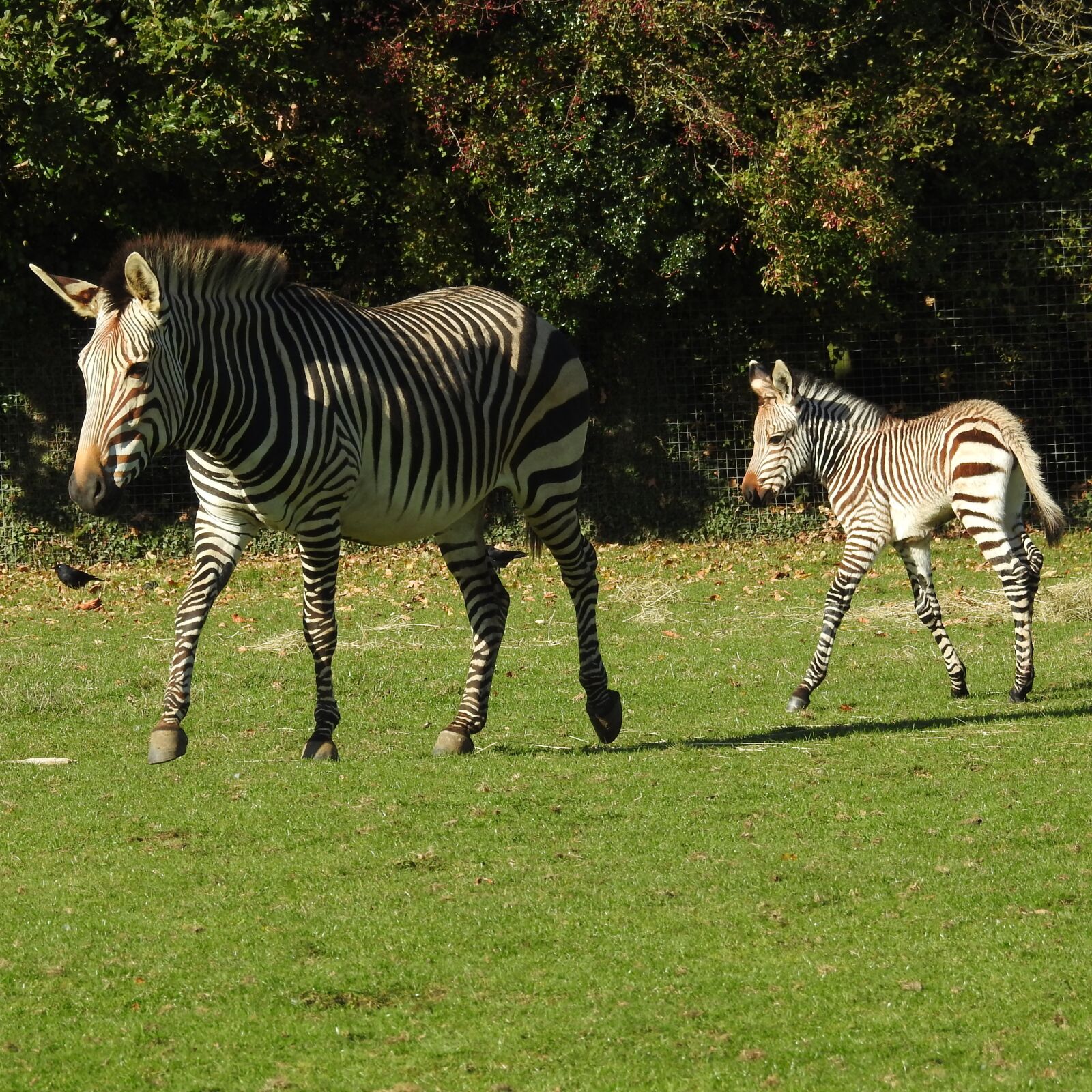 Nikon Coolpix P900 sample photo. Zebra, foal, run photography