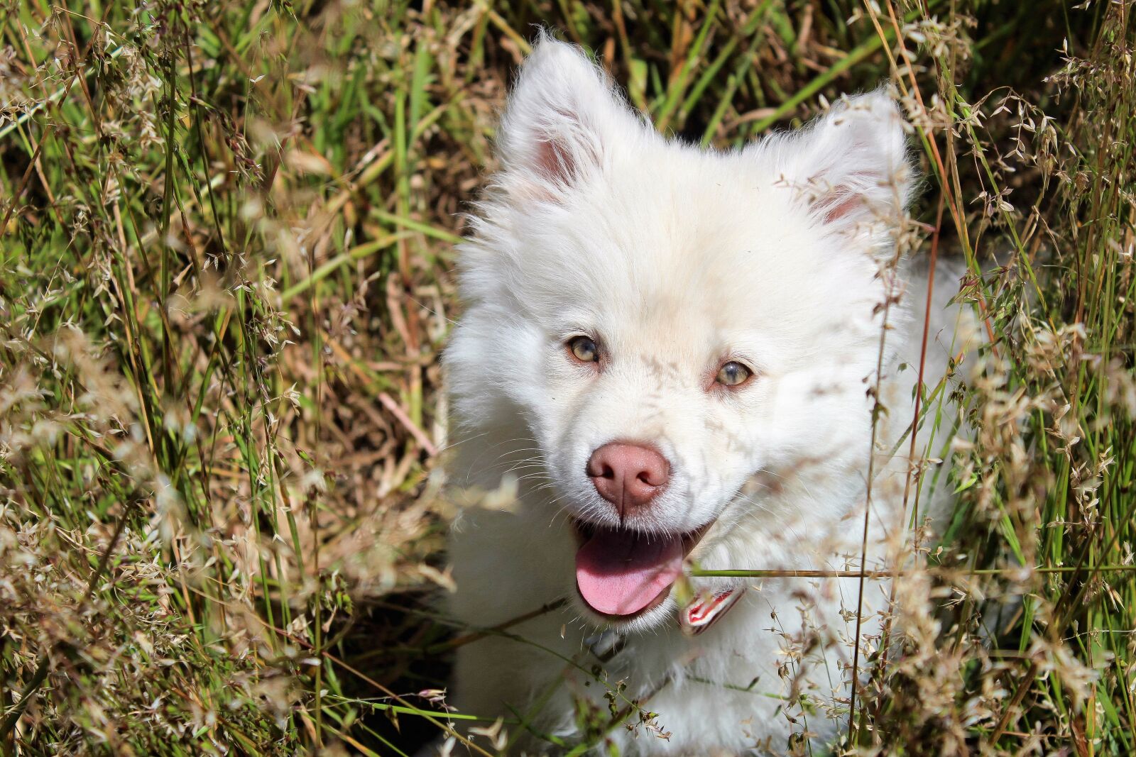 Canon EOS 1200D (EOS Rebel T5 / EOS Kiss X70 / EOS Hi) sample photo. Puppy, spring, happy photography