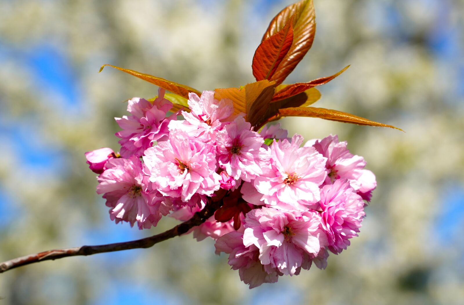 Sony E PZ 18-105mm F4 G OSS sample photo. Blossom, bloom, cherry photography