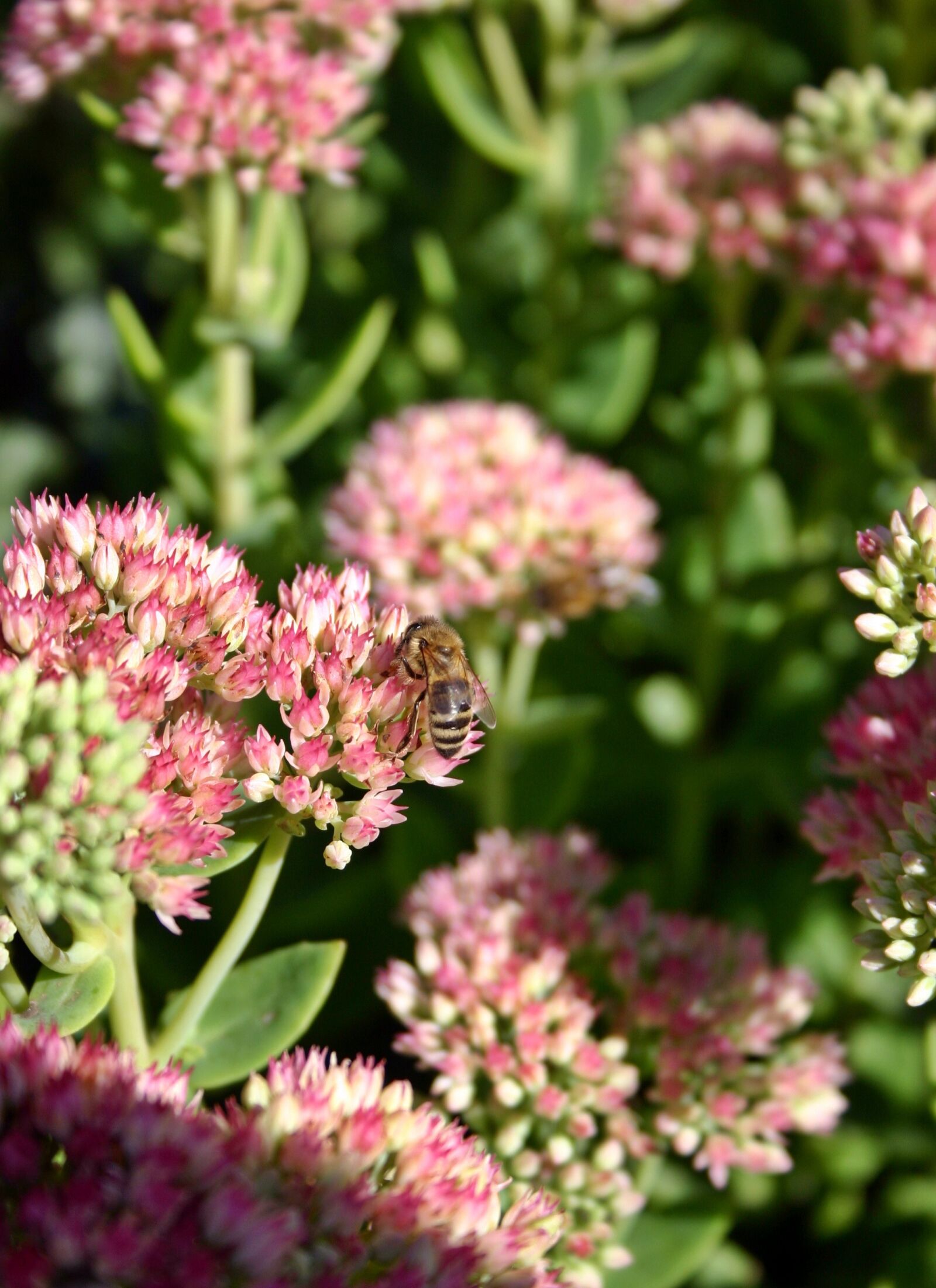 Canon EOS 300D (EOS Digital Rebel / EOS Kiss Digital) sample photo. Bee, honey bee, insect photography