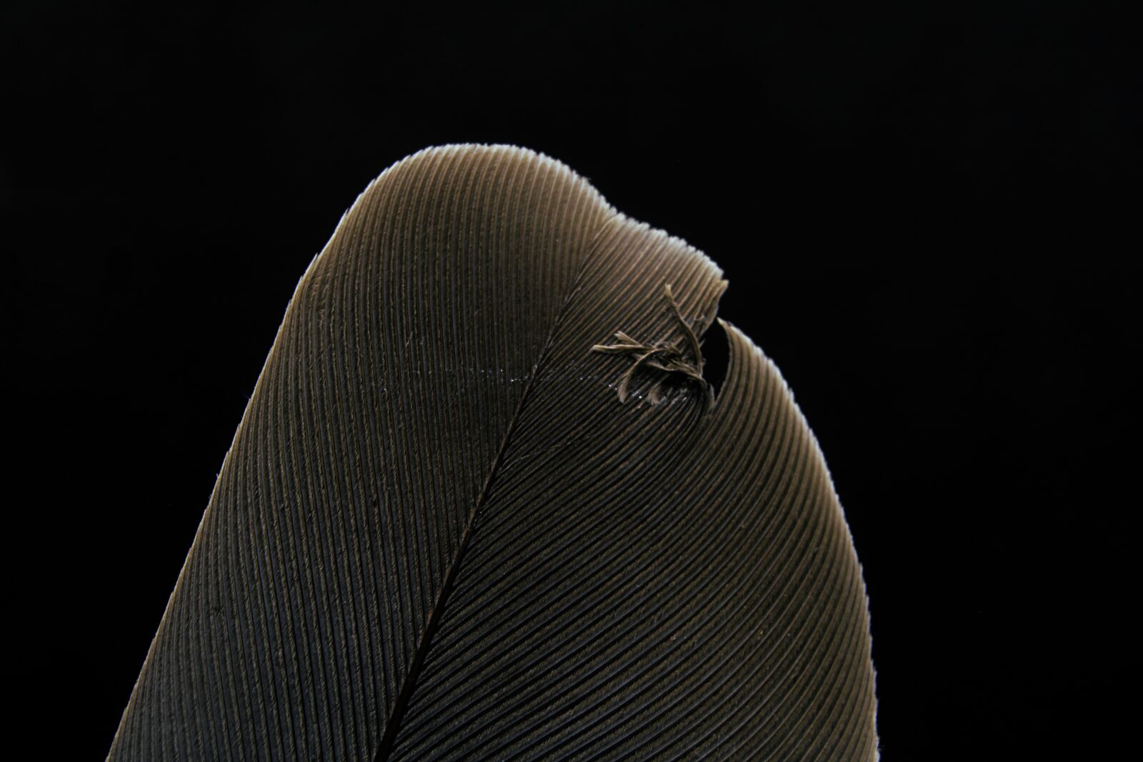 Canon EOS 750D (EOS Rebel T6i / EOS Kiss X8i) sample photo. Feather, bird, avian photography