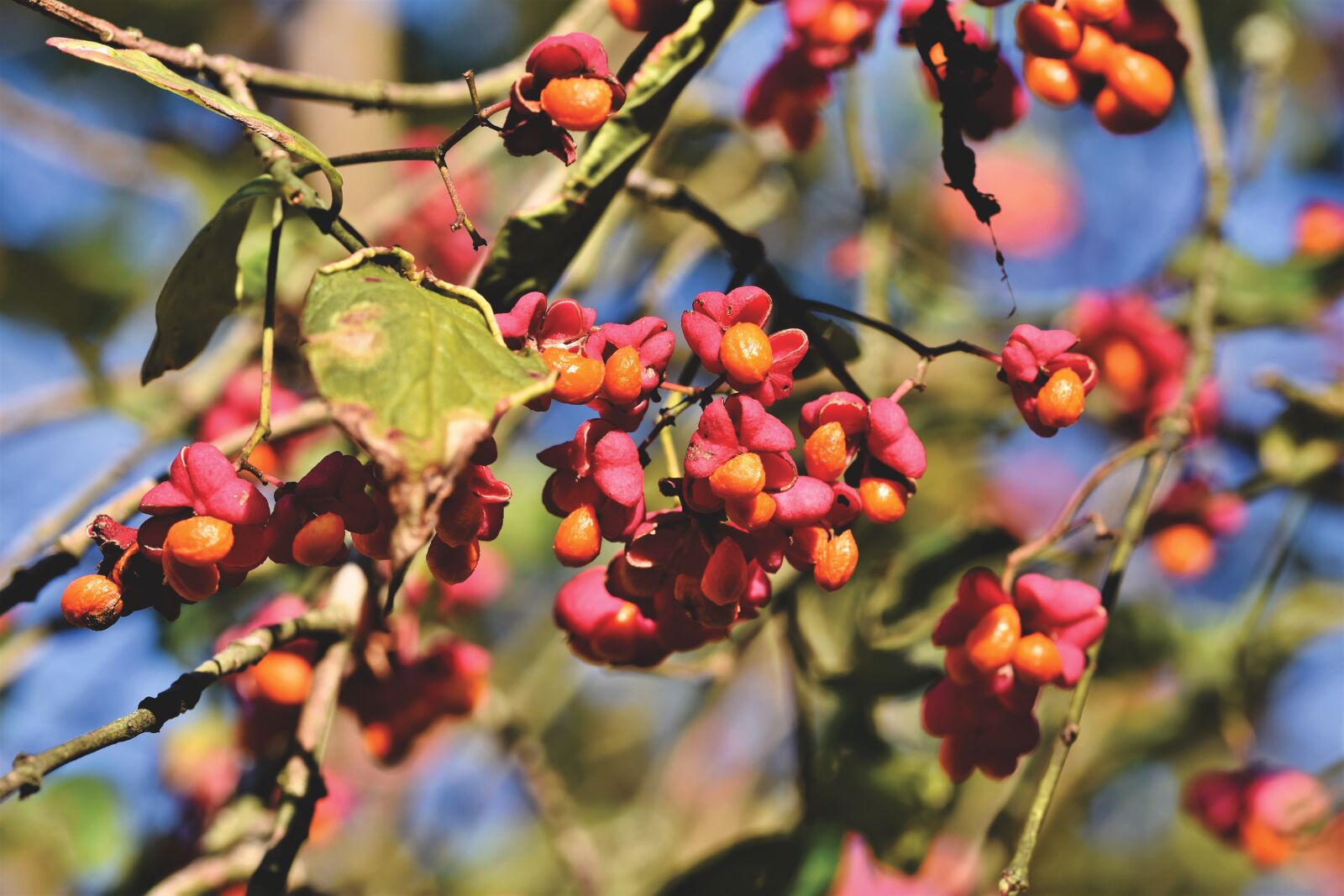 Nikon D7200 sample photo. Fortunei, bush, fruits photography