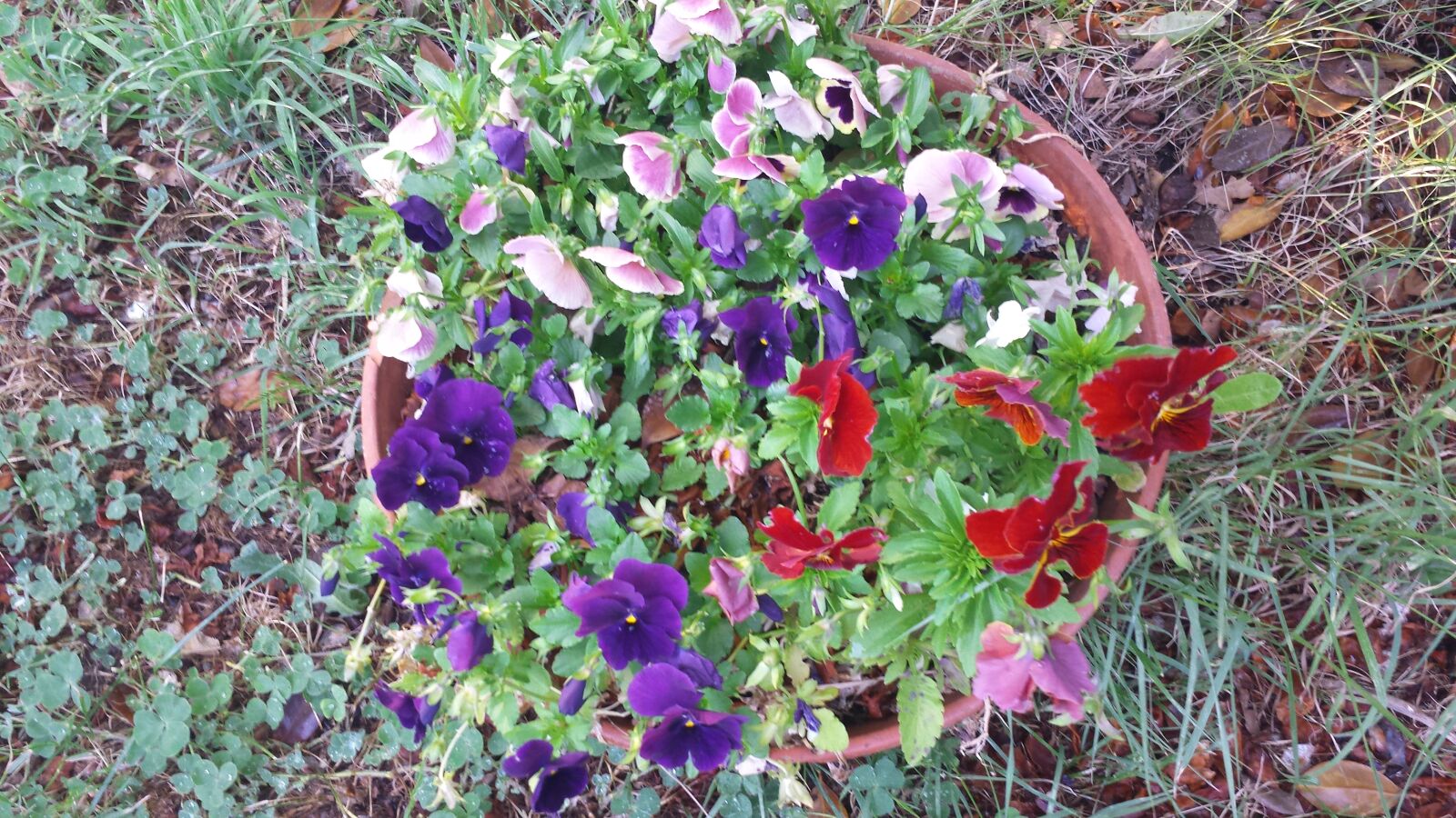 Samsung Galaxy S4 sample photo. Blooming, pansies, plants photography