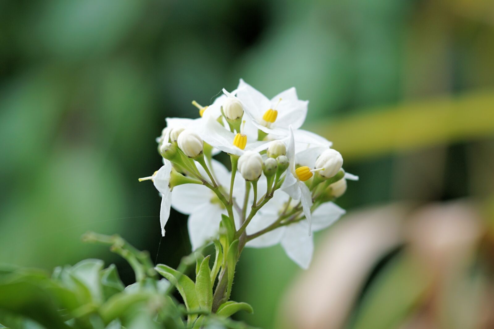 Sony a6000 + E 60mm F2.8 sample photo. Jasmine-flowered nightshade, flower, blossom photography