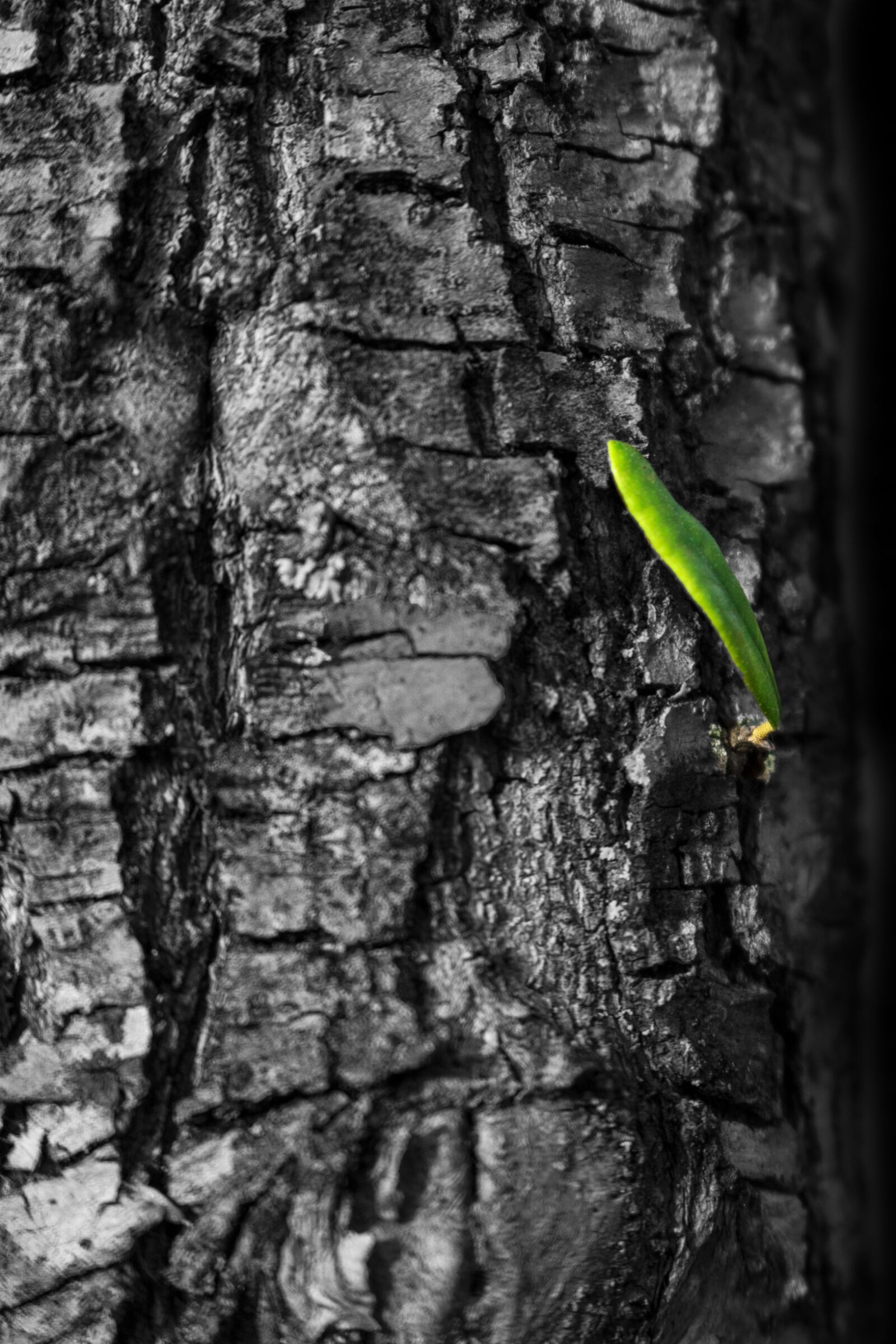 Canon EOS 750D (EOS Rebel T6i / EOS Kiss X8i) sample photo. Leaf, green, tree photography