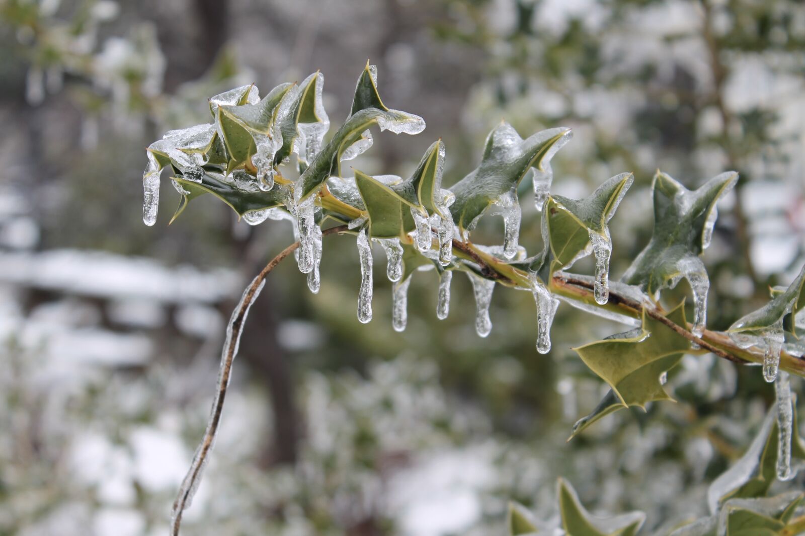 Canon EOS 1100D (EOS Rebel T3 / EOS Kiss X50) sample photo. Ice, icy, ice storm photography